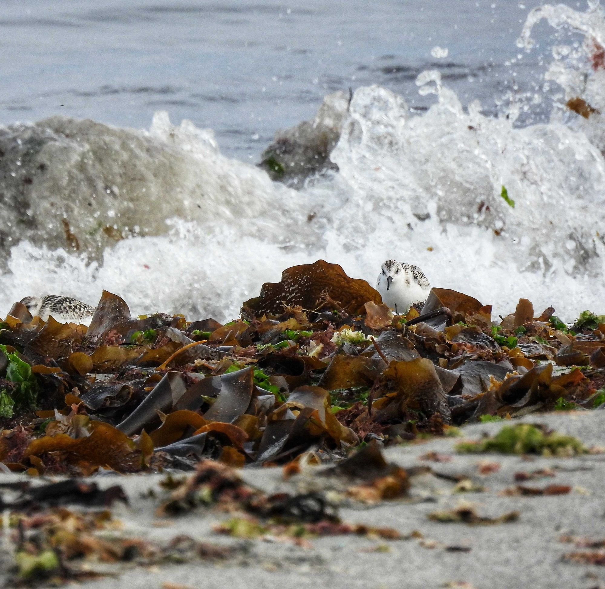 A small white wader, a Sanderling, feeds amongst kelp on a beach, with a backdrop of foaming waves.