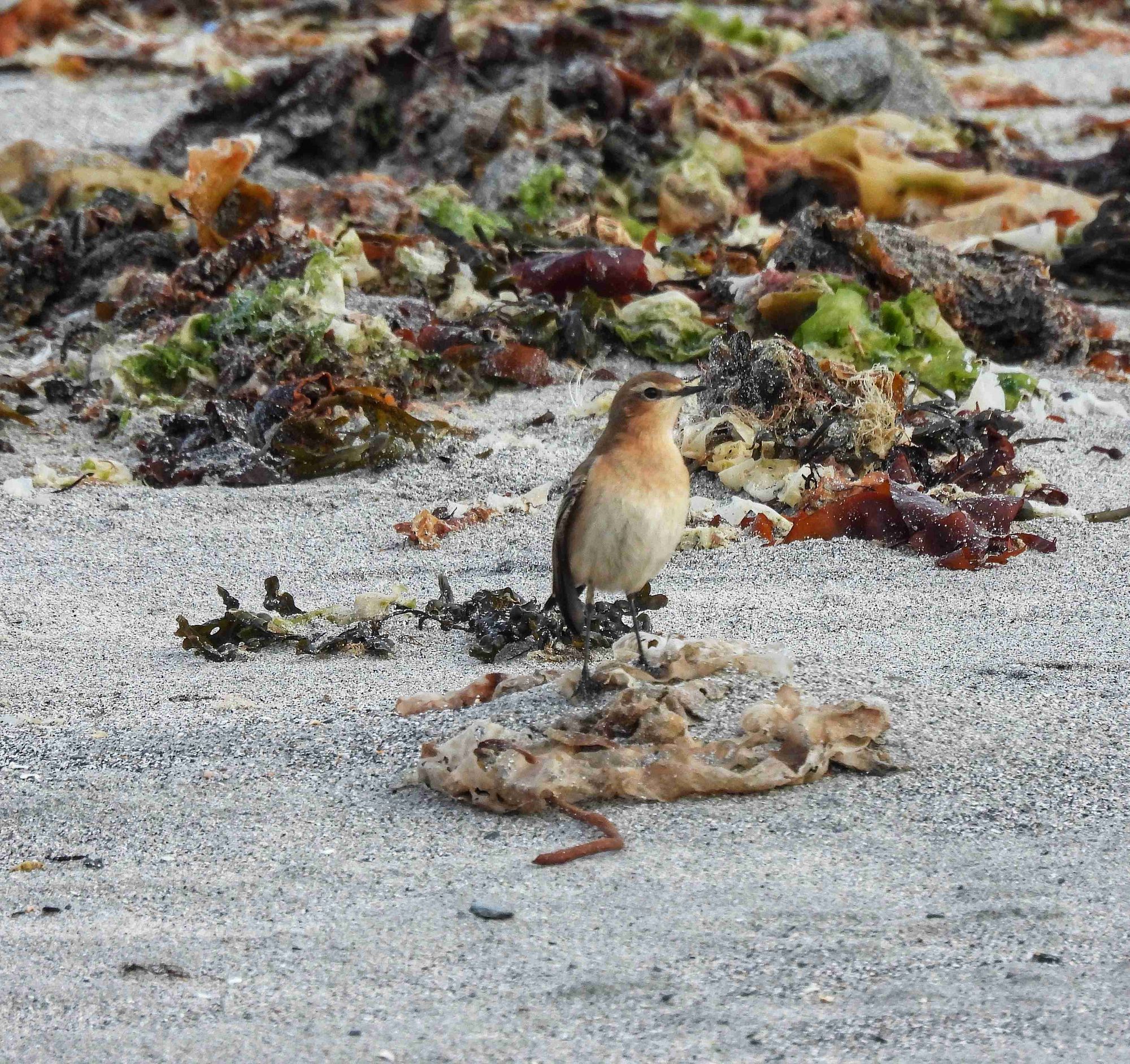 A Wheatear stands tall on a beach on Shetland. A small, peachy coloured bird, with black bill & legs, famous for its white rump. The kelp on the beach is also colourful.