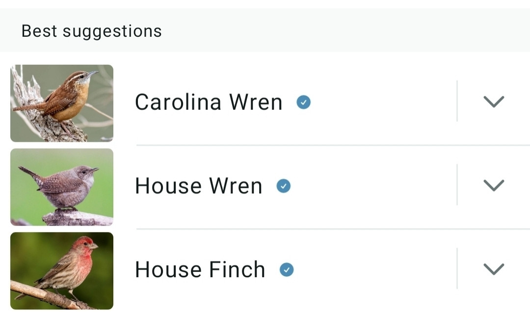 Merlin Bird ID App screenshot: Carolina Wren, House Wren, House Finch.