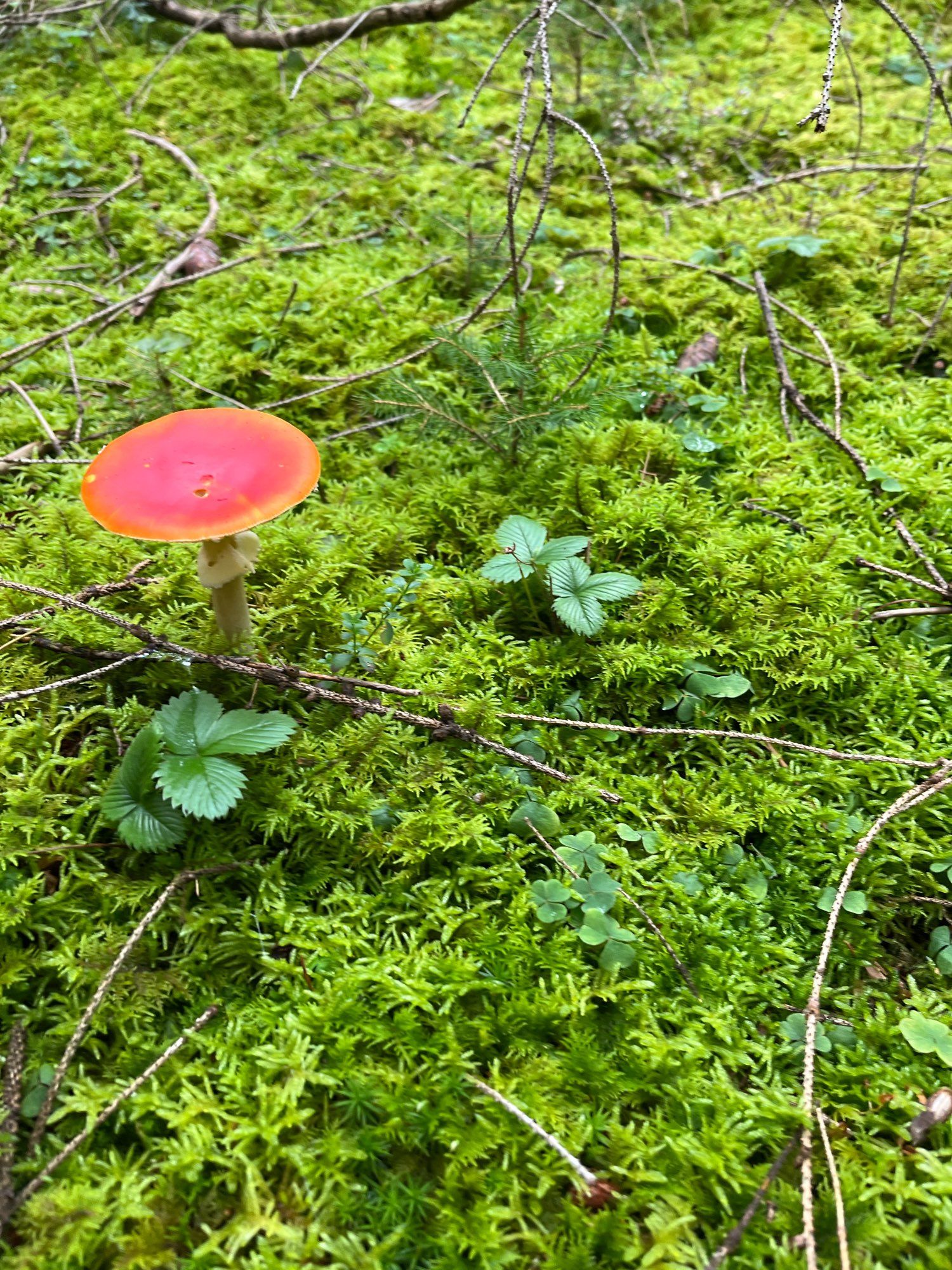 Ein rotleuchtender Pilz auf einem grünen Moosbett im Wald.