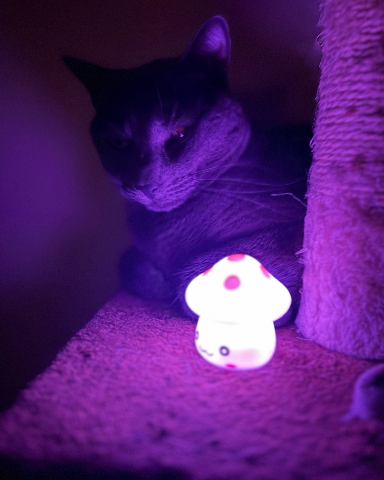 Grey cat (Russian Blue breed) laying on his cat tree. The lights are out and there’s a small, white LED mushroom lighting up the area purple. 