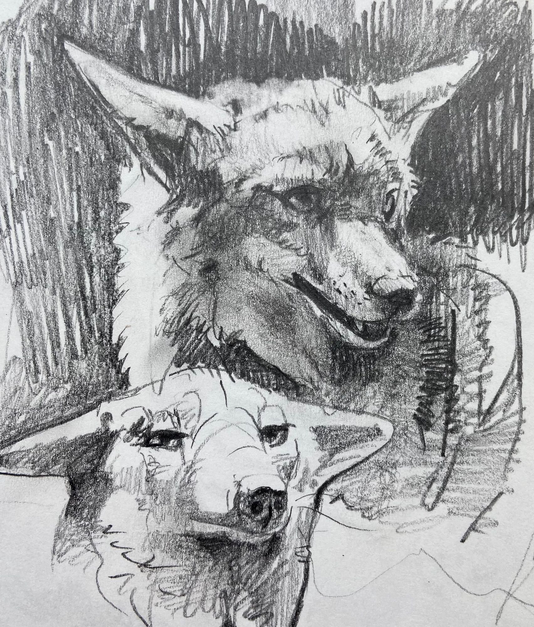 Pencil sketches of two coyote heads, the top one is more realistic, panting slightly and backlit, the lower is slightly stylized, ears lowered and looking grouchy.