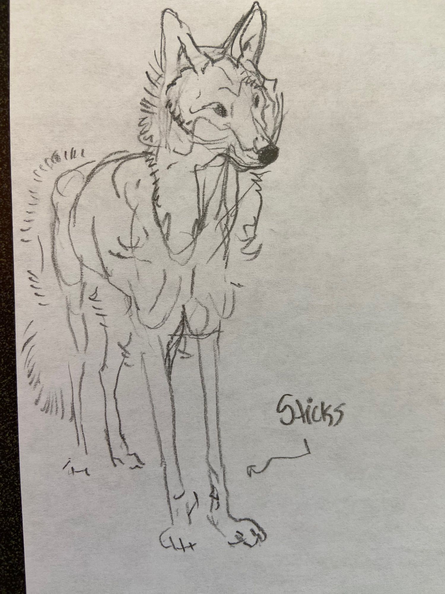 A rough drawing of a coyote with thin legs labeled “sticks”