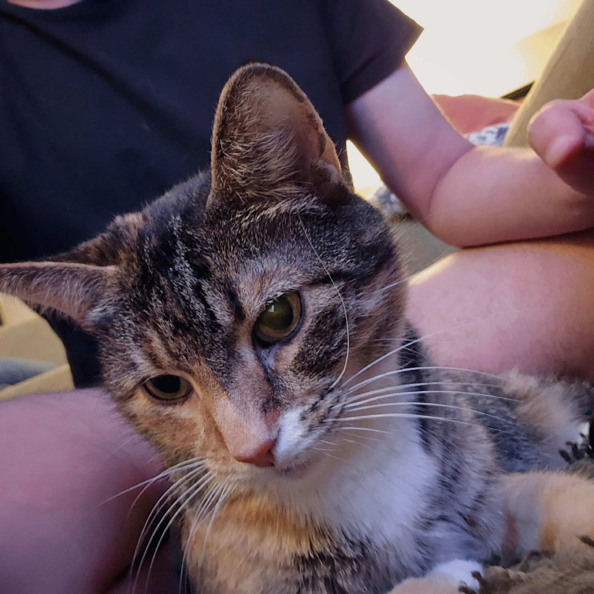 A cat with one whisker curved upward 