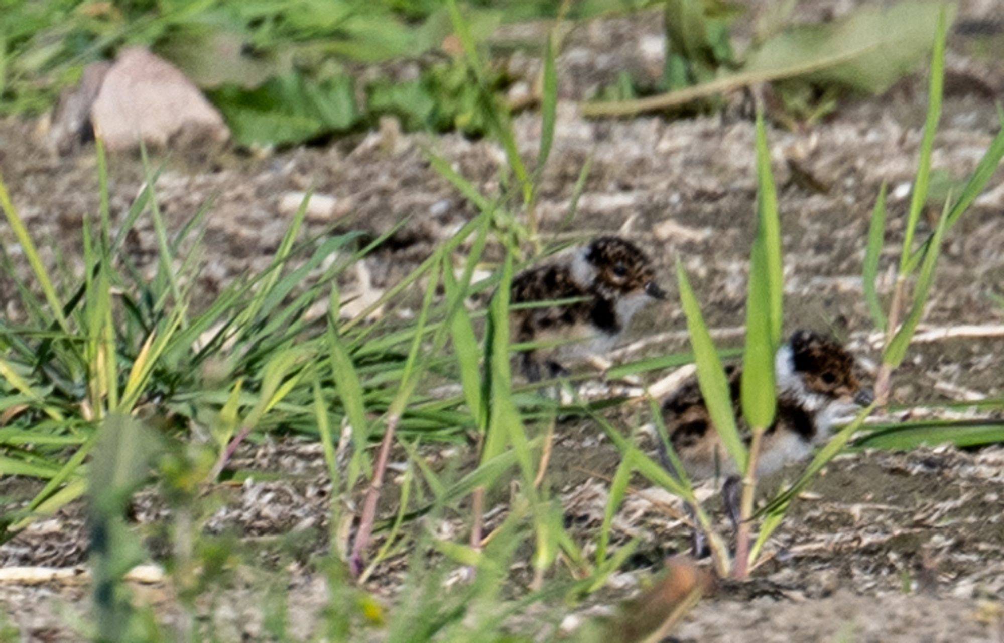 Kiebitz-Küken - young lapwing