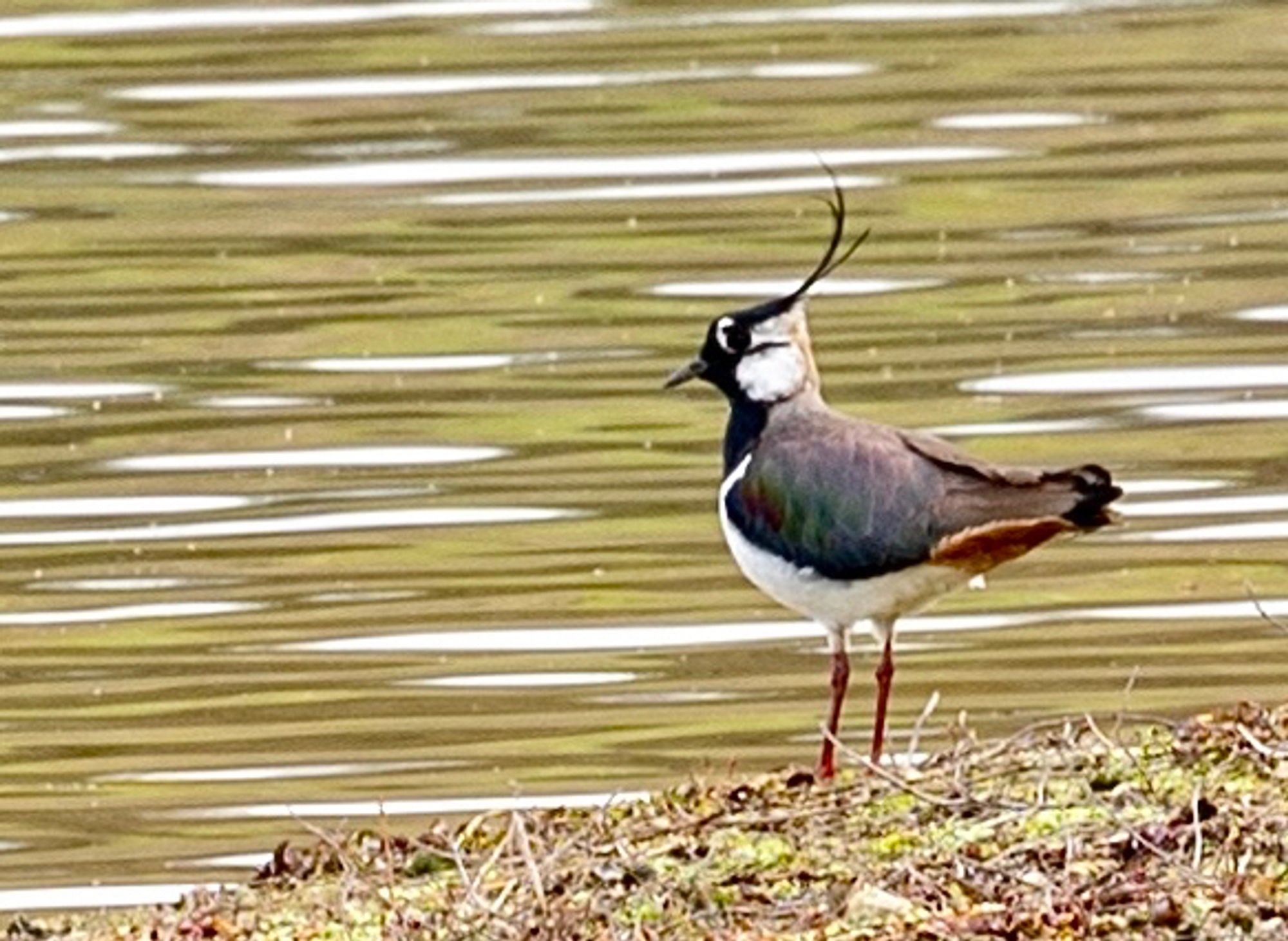 Kiebitz - lapwing - Vanellus vanellus