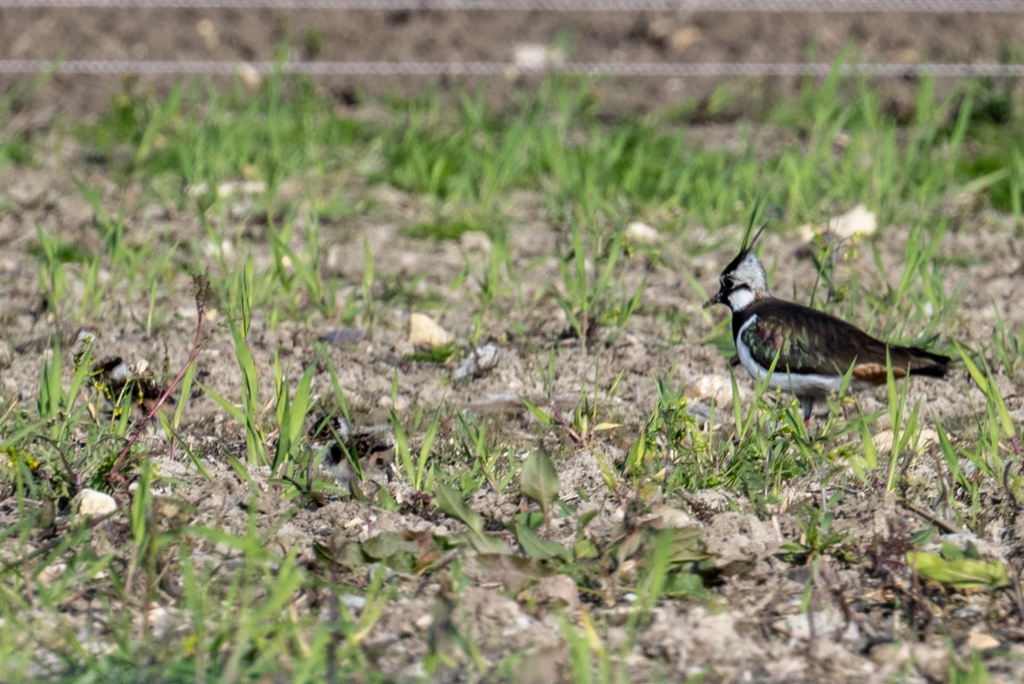 Kiebitz mit Küken- lapwing