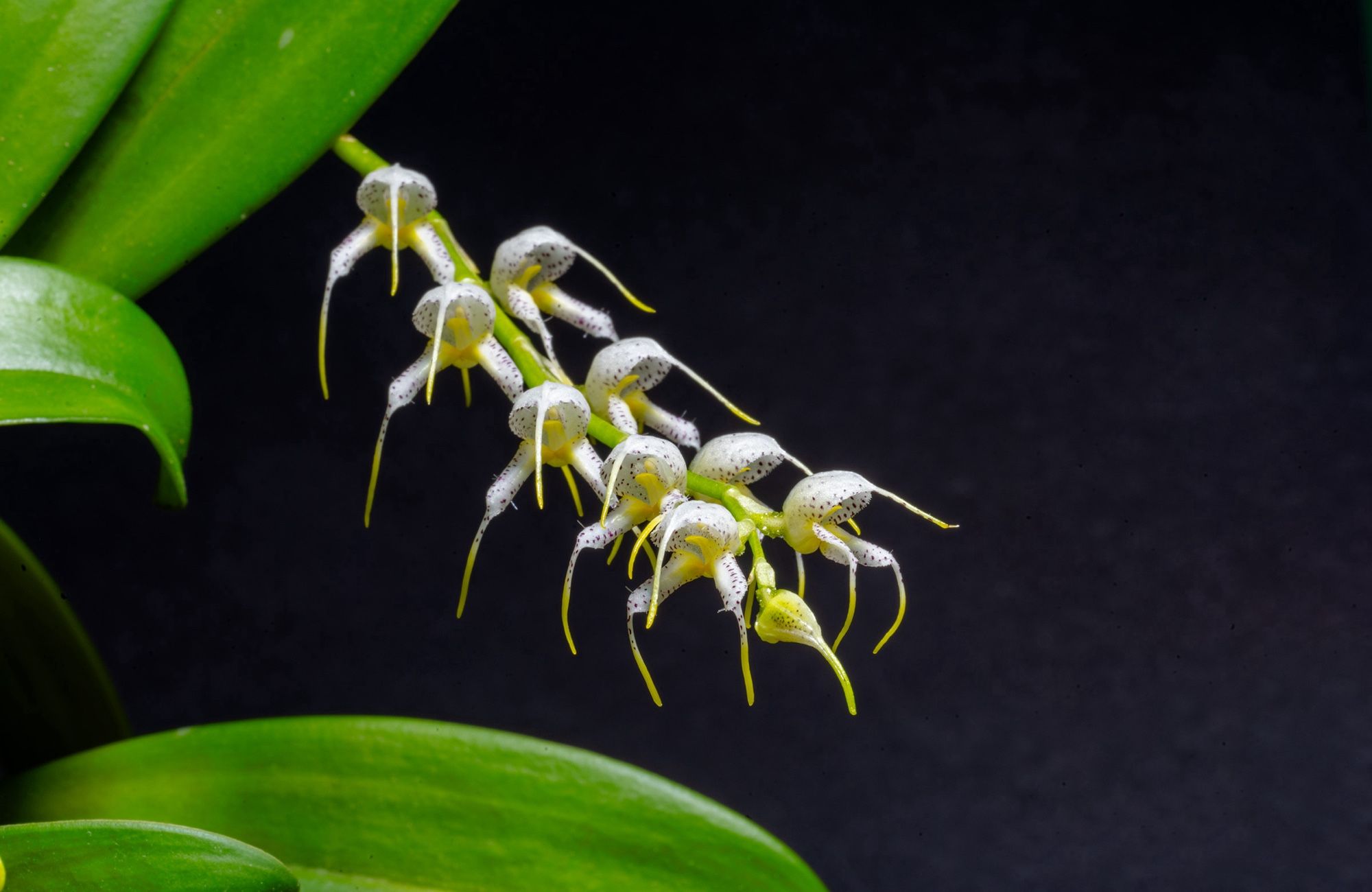 Flowers of Masdevallia bulbophyllopsis