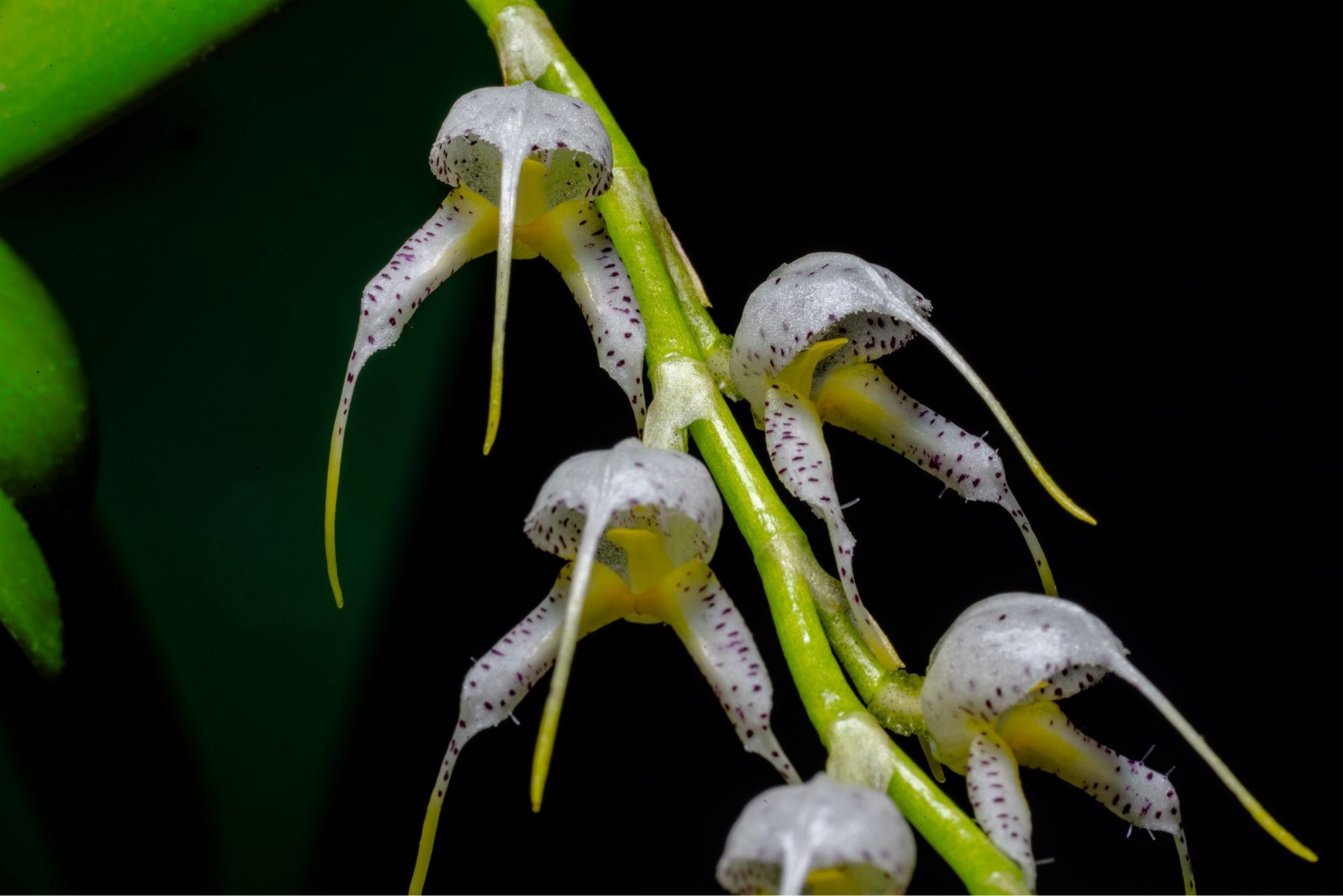 Flowers of Masdevallia bulbophyllopsis