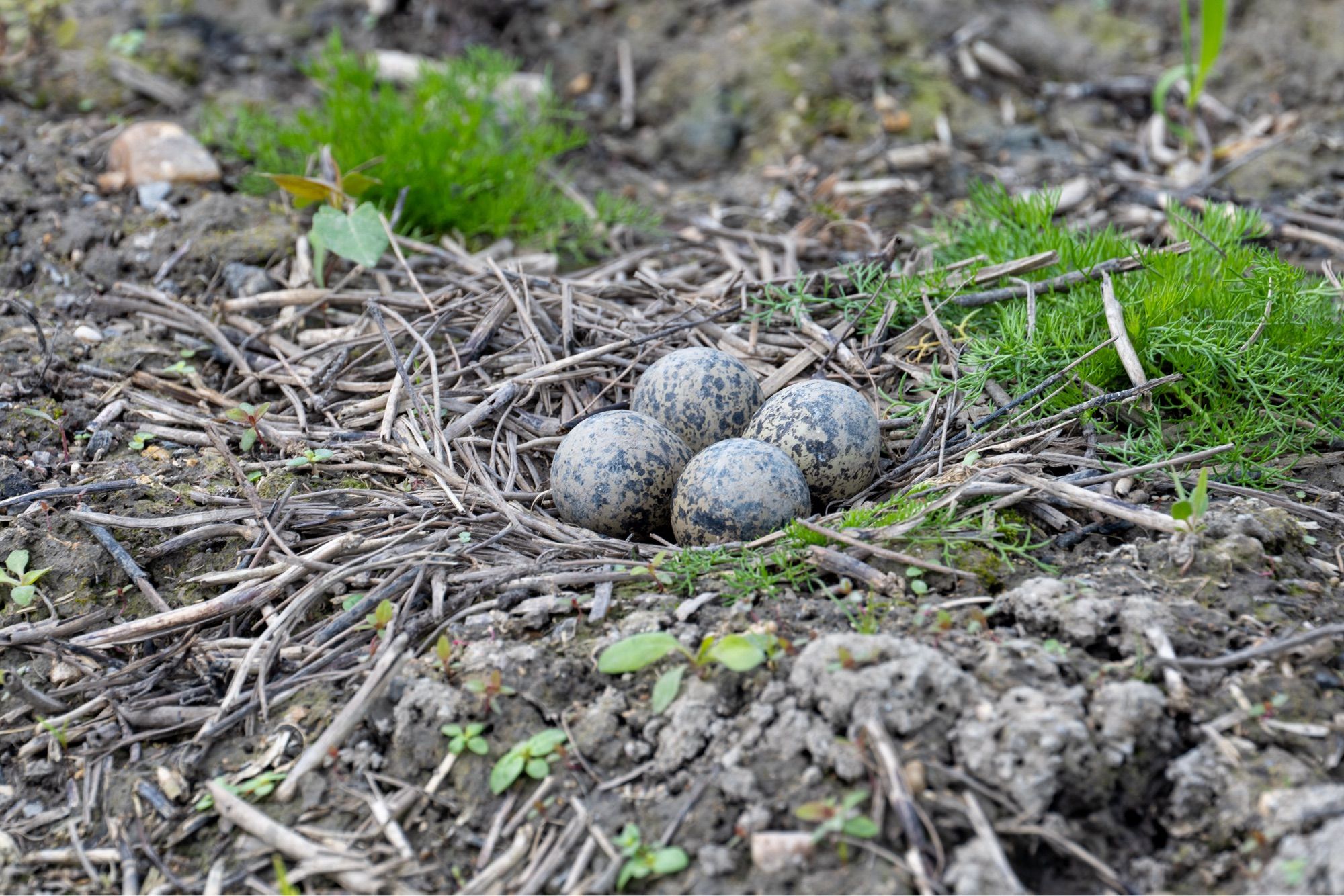 Gelege des Kiebitz - lapwing