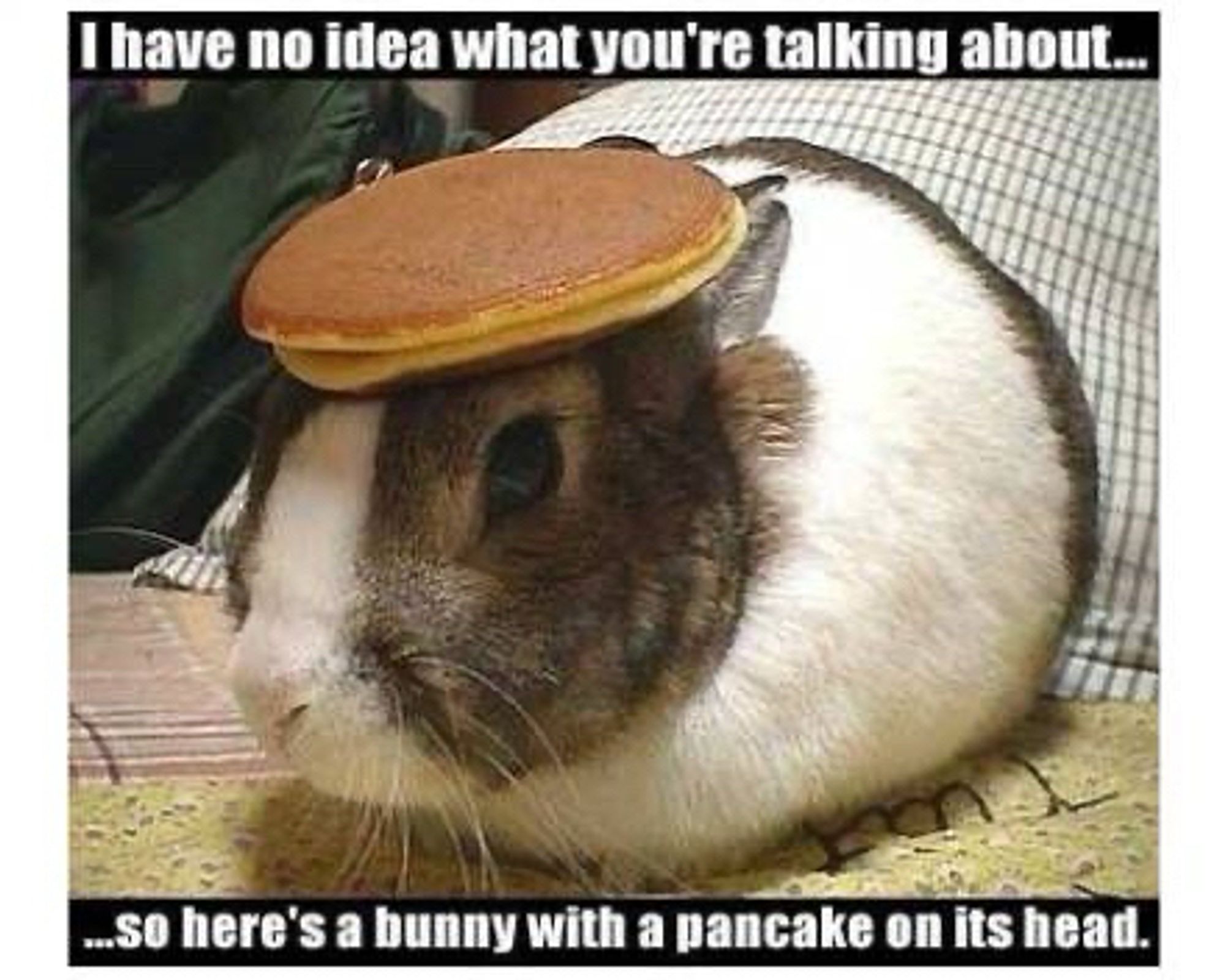 I have no idea what you're talking about..
...so here's a bunny with a pancake on its head.