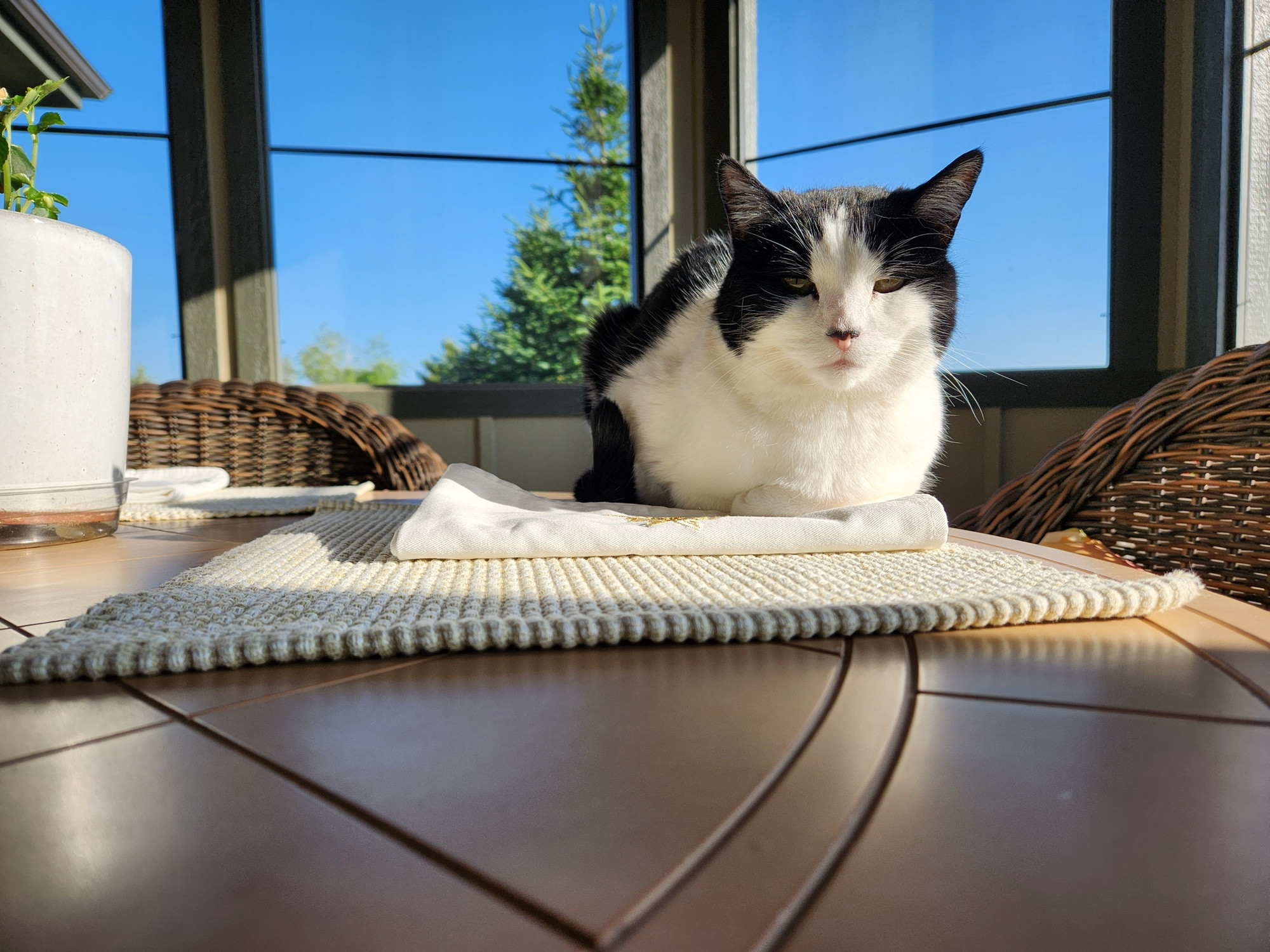 Black and white cat snoozing in the sun.