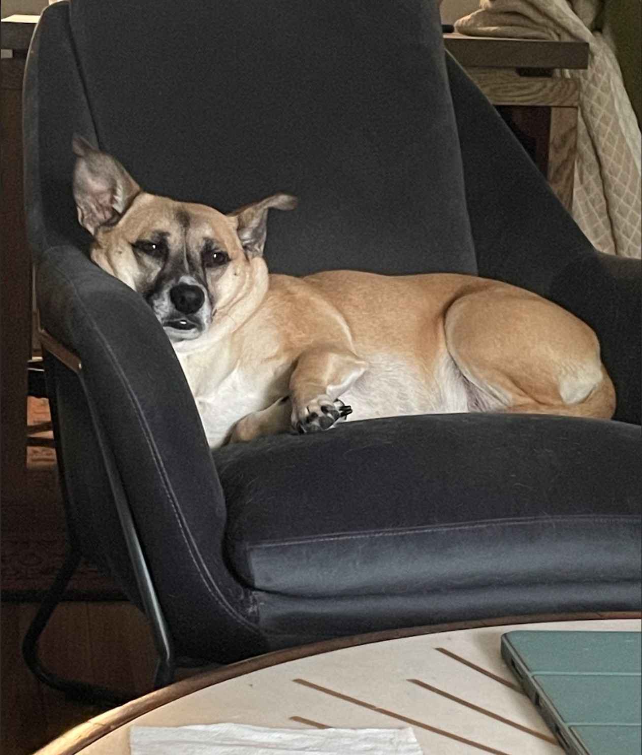 picture of my dog chilling on the chair, neckrollmancing