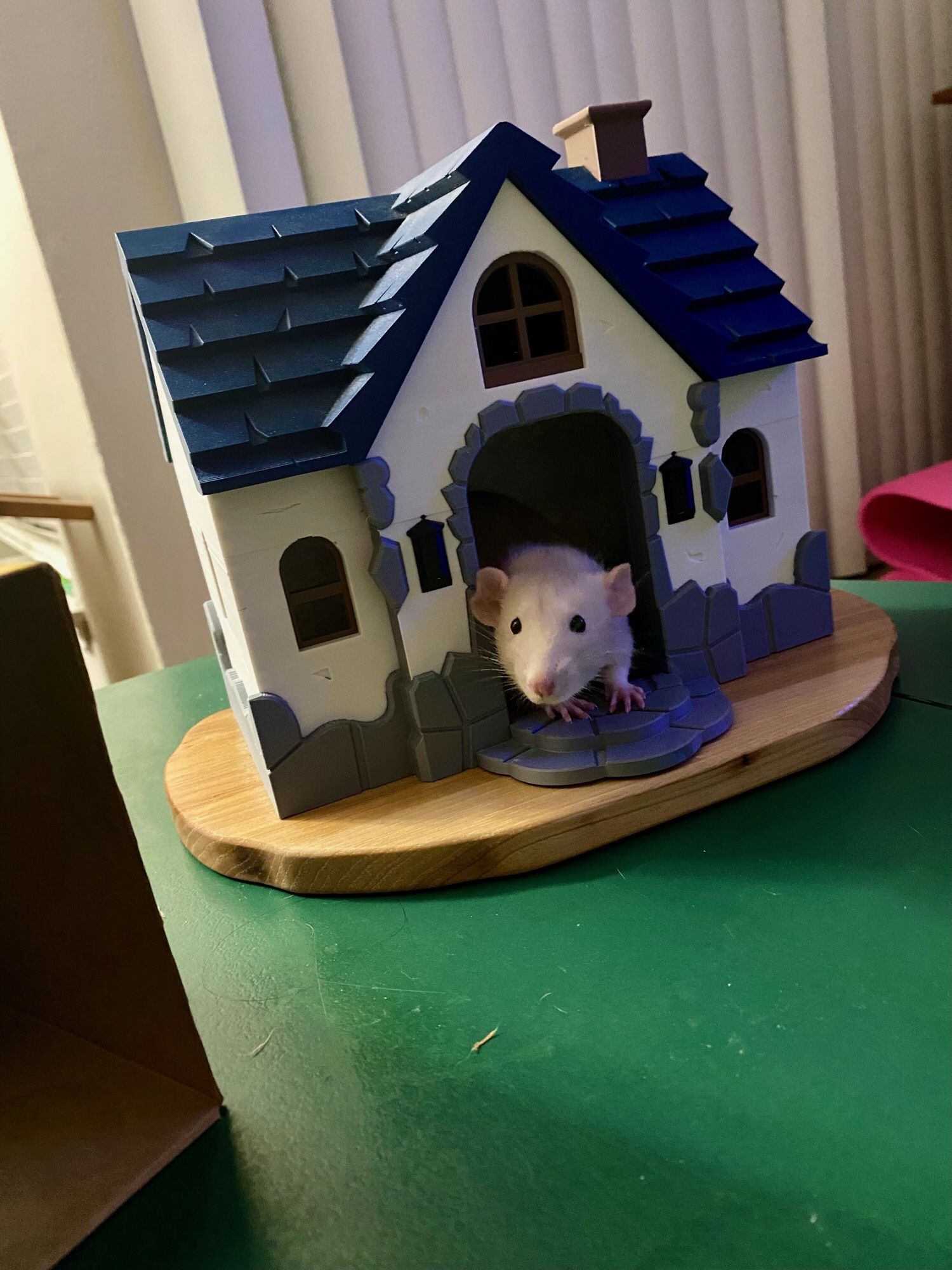 Rat in his little house