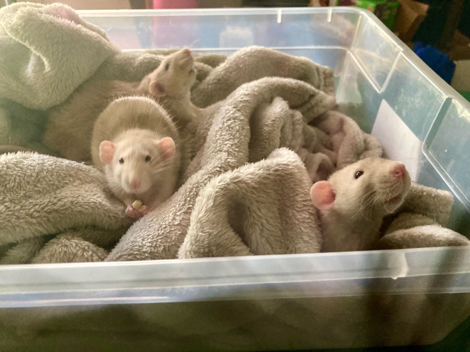 Three beige rats in a box with a beige blanket eating beige food (store brand cheerios)