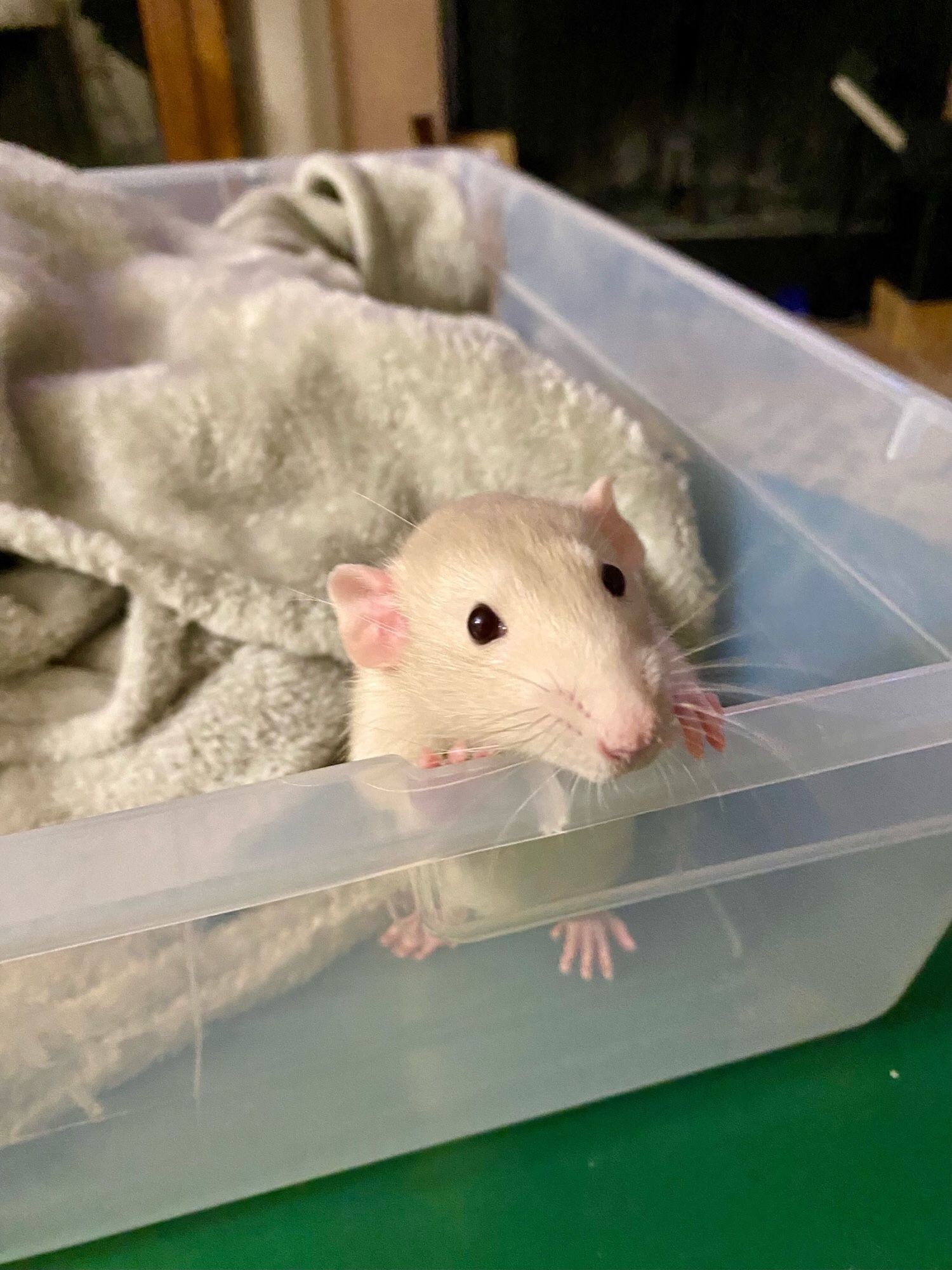 Rat making intense eye contact, standing on two feet in a plastic box