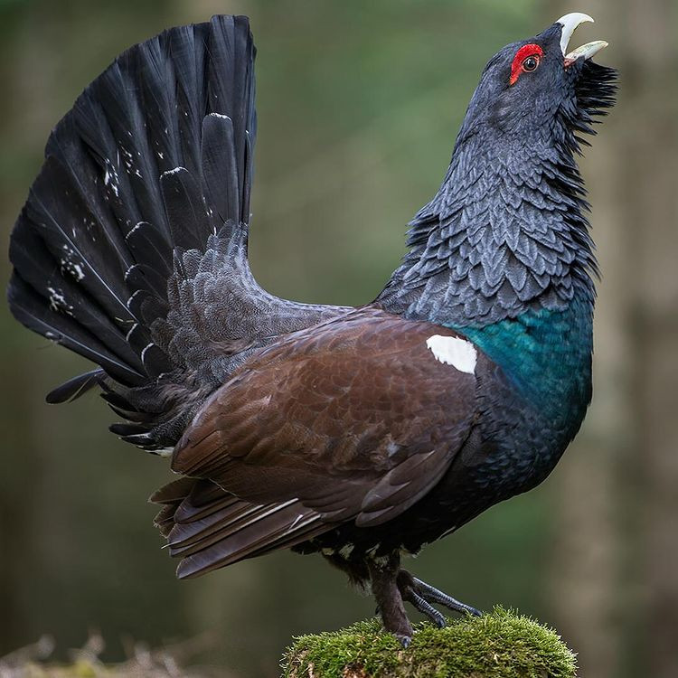 Photo of a large male capercaillie, also known as wood grouse. Its plumage is vibrant in colors with teal, black, grey, a tint of white and brown. A bright red "brow" adorns its eye. It is standing on a patch of moss.

Image source: https://maker-scratchpad-youtube.fandom.com/wiki/Western_Capercaillie
