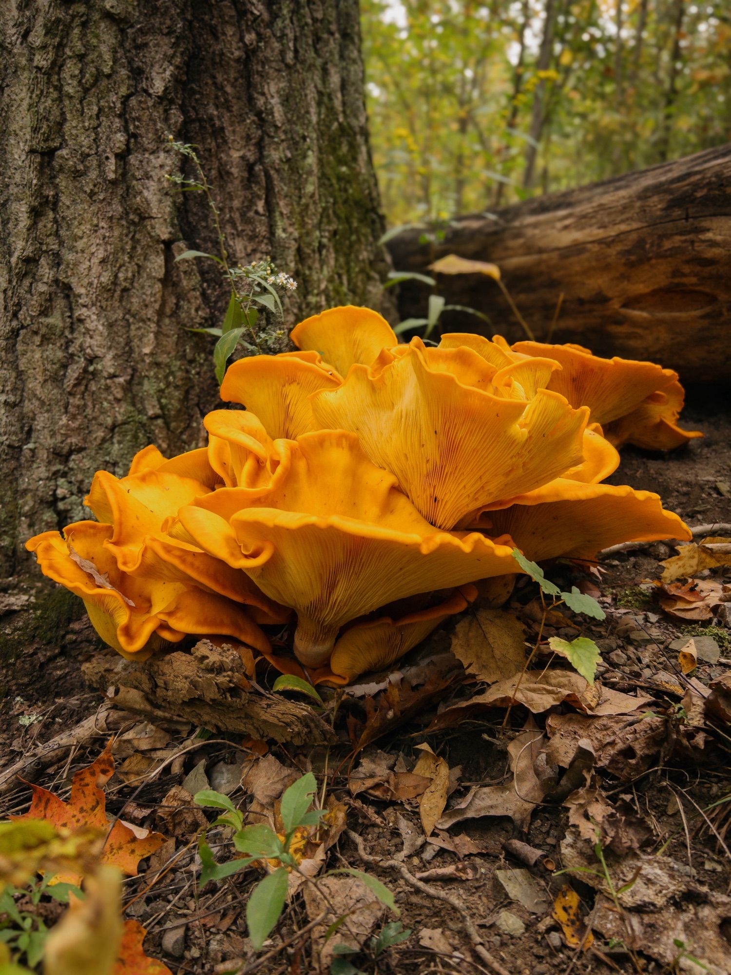 A large cluster of orange mushrooms (perhaps jack-o’-lanterns?) grow from the base of a tree.