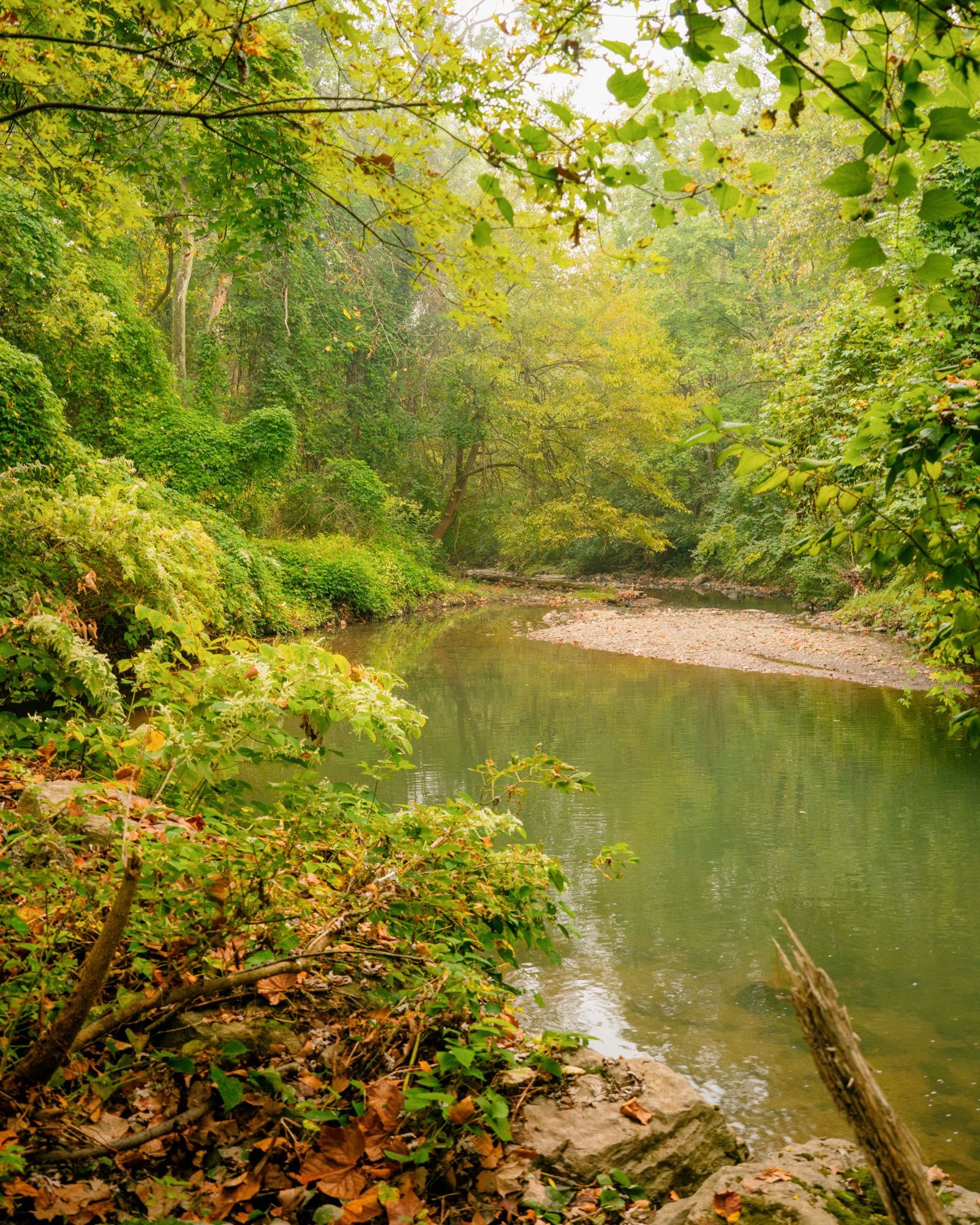 A wide stream curves through the woods. The water is emerald colored from the reflected light from the leaves.