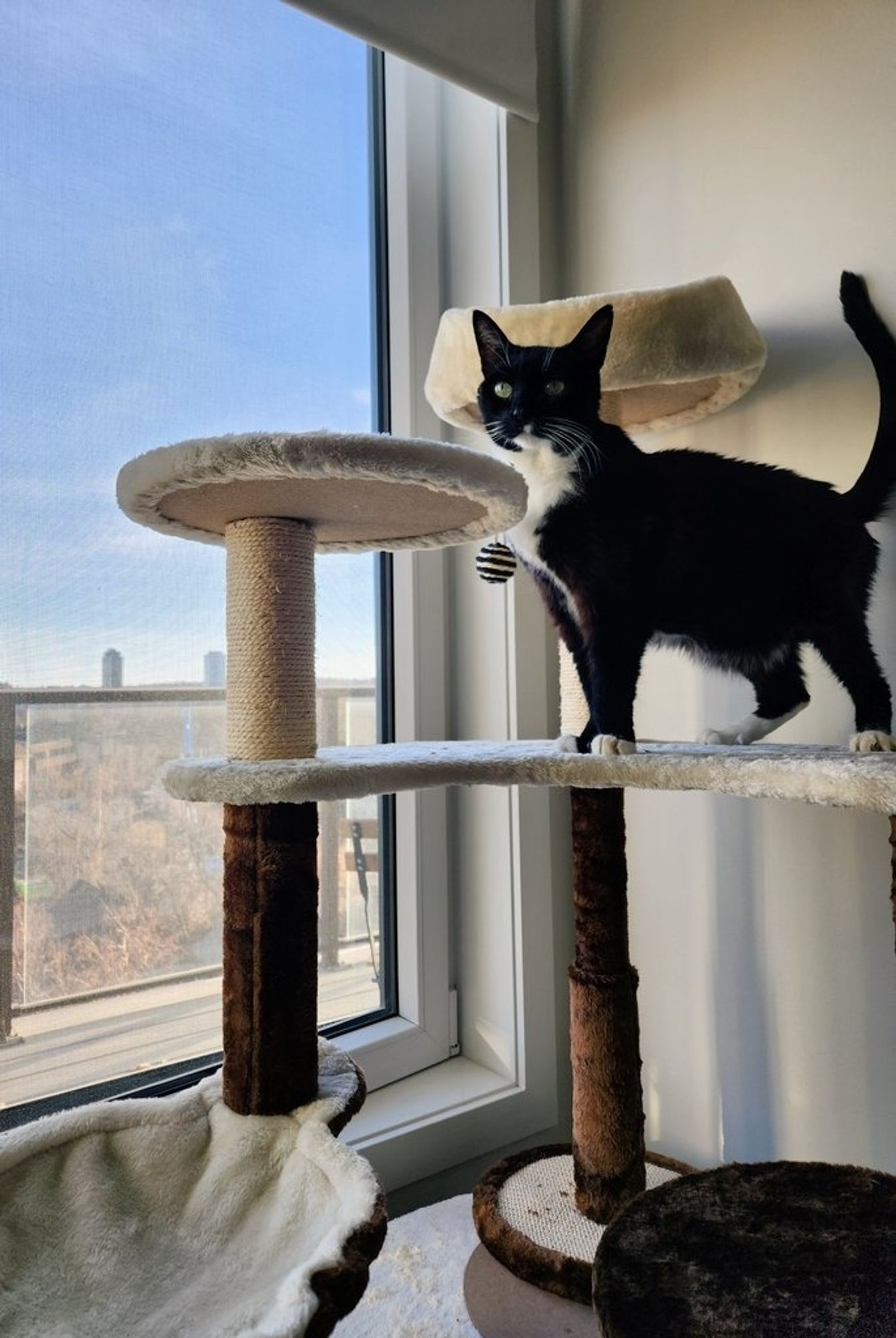 image is a photograph of a black and white tuxedo cat standing on the upper platform of a multi-level cat tree. the tree is next to a window looking out to a vast blue sky over a city.