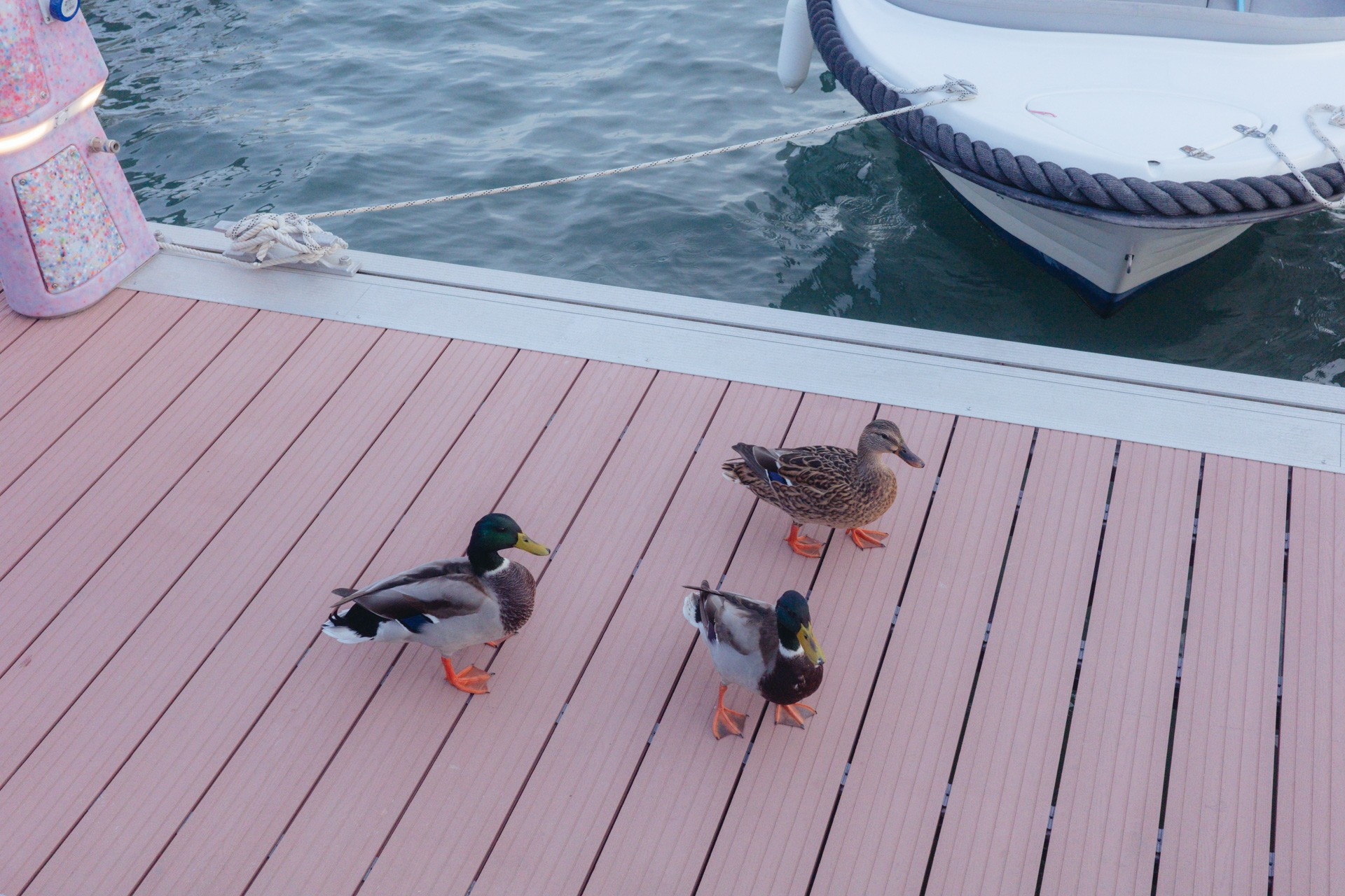 Fotografía de tres patos en el puerto de Sitges. Dos son verdes y grises, el otro es marrón. El suelo es rosa y de fondo se ve el mar, verde turquesa y un barco amarrado a una boya rosa moteada.