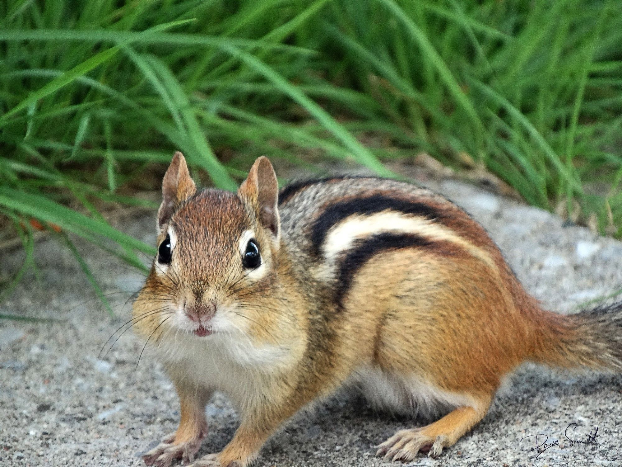 A picture of a chipmunk