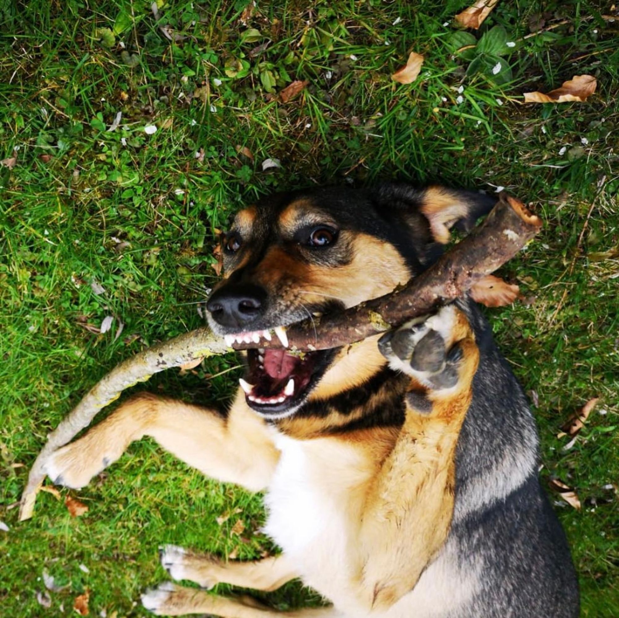 Ein Hund liegt auf Gras mit einem Stock im Mund.