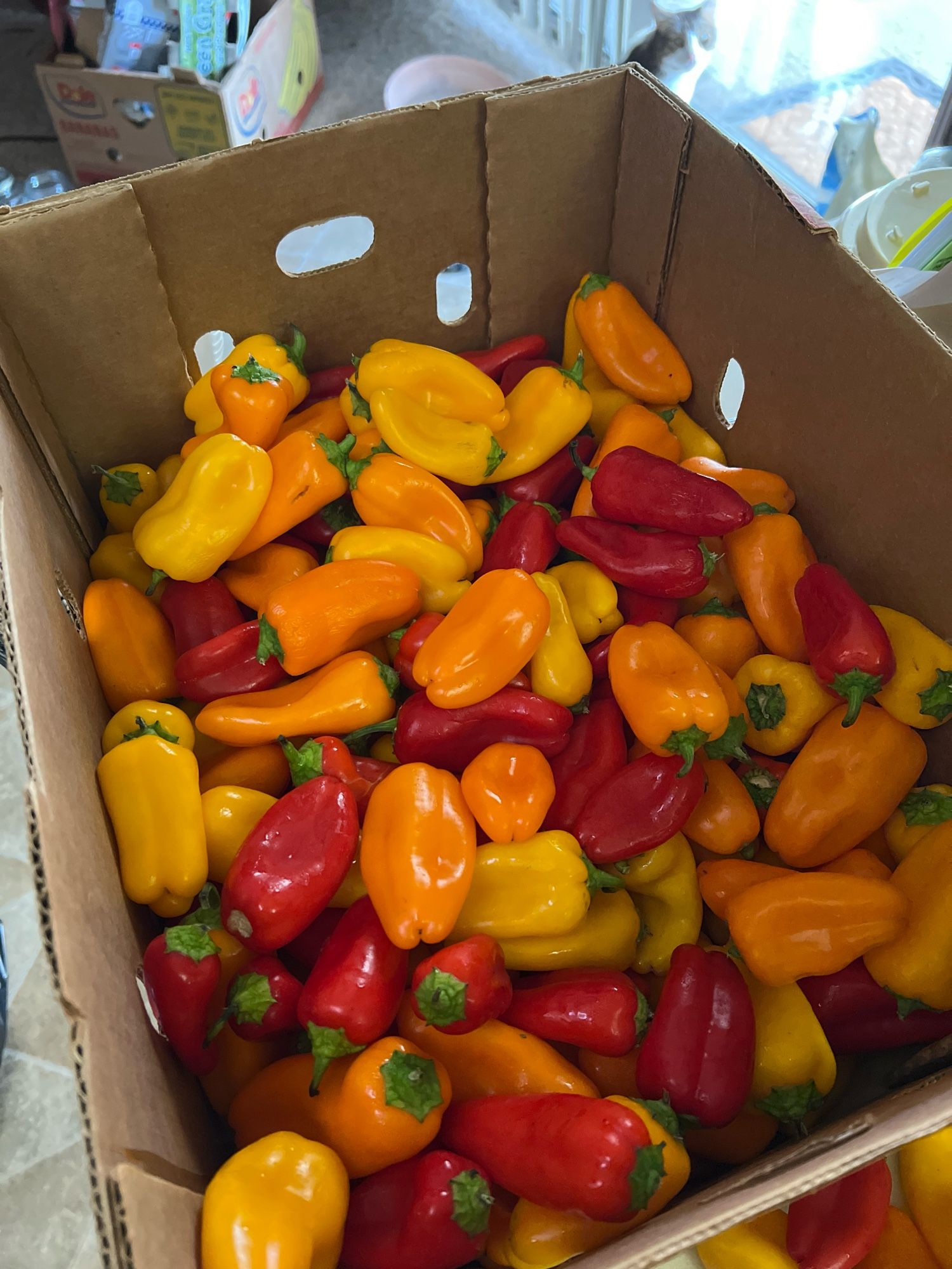 Cardboard box filled with red yellow and orange peppers