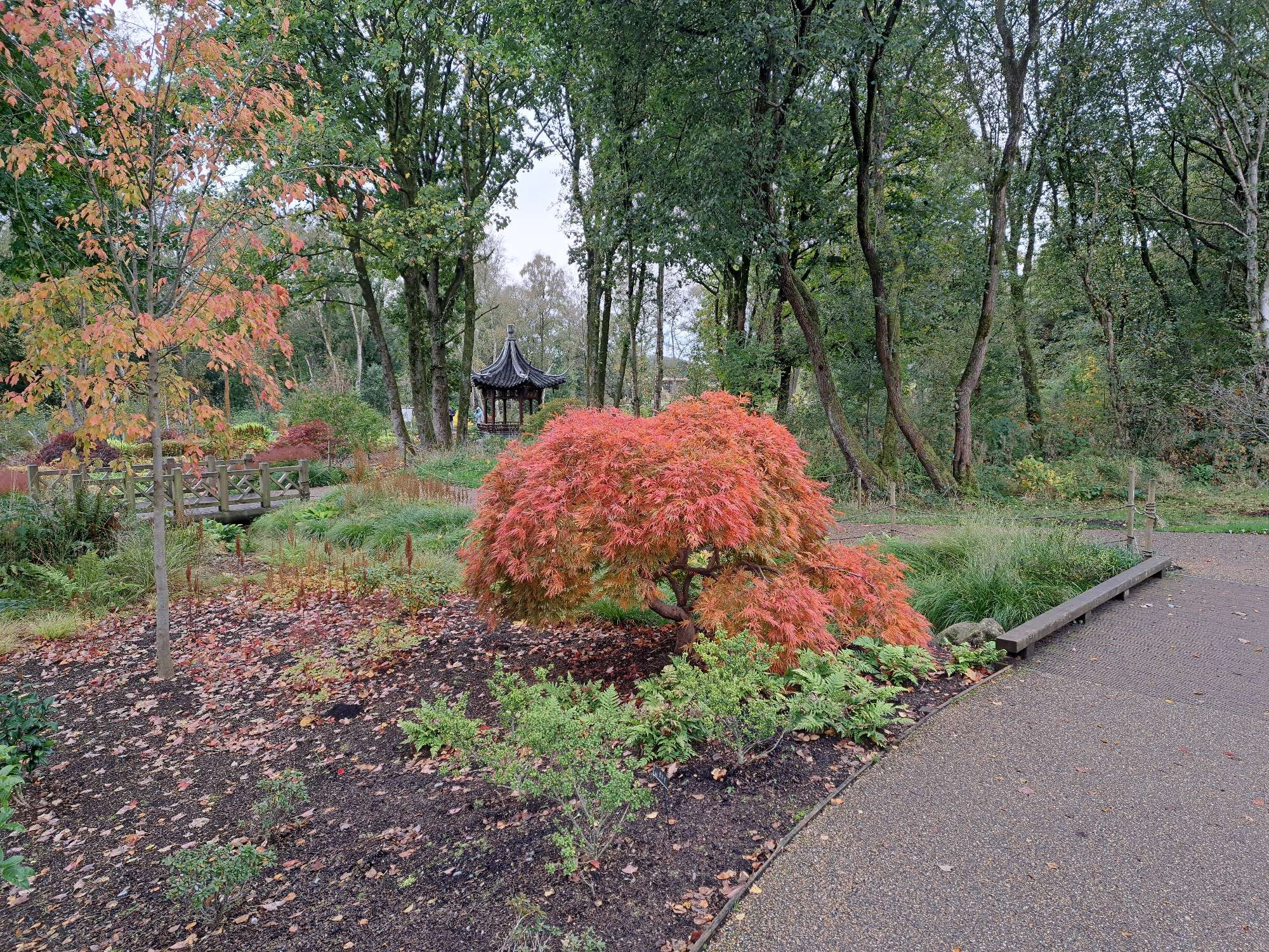 View of Chinese garden. Acer tree with pegoda in the background at RHS Bridgewater.