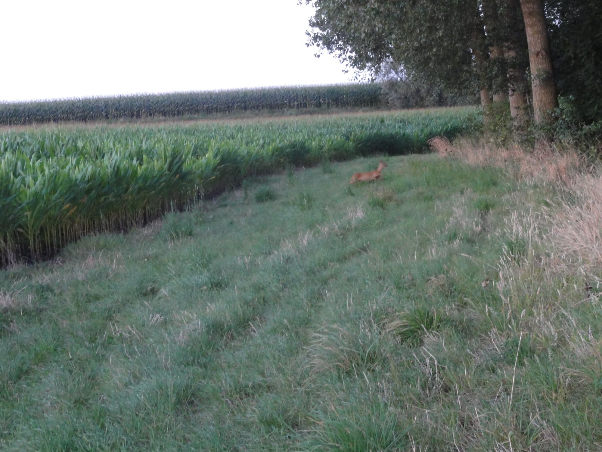 Une biche sortant d'un champ de mais