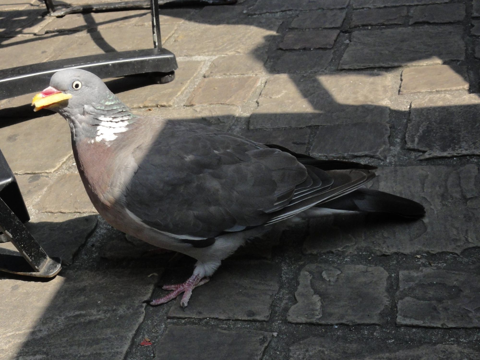 Un pigeon Belge, il a une frite en sa possession