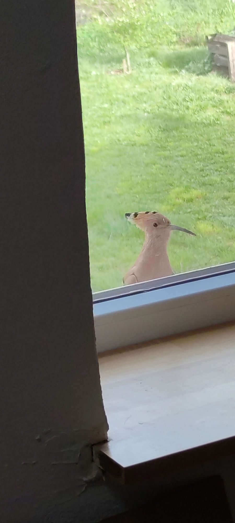 Wiedehopf schaut neugierig durchs Fenster