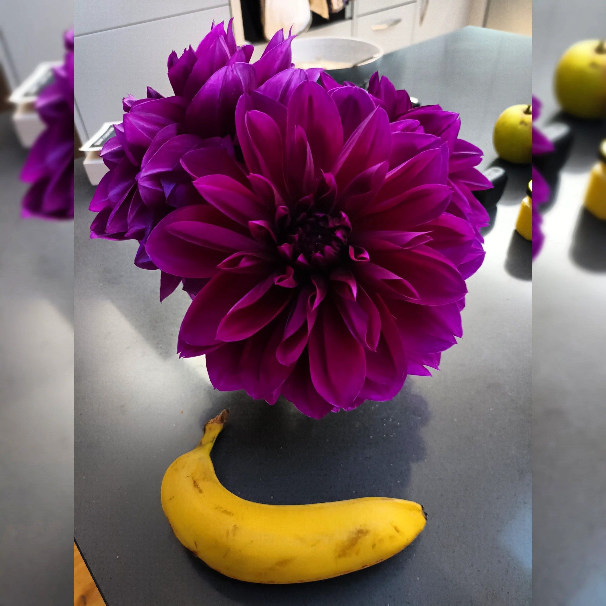 Large purple Thomas Edison dahlias in a small vase on a kitchen counter. There is a banana in the foreground for scale.