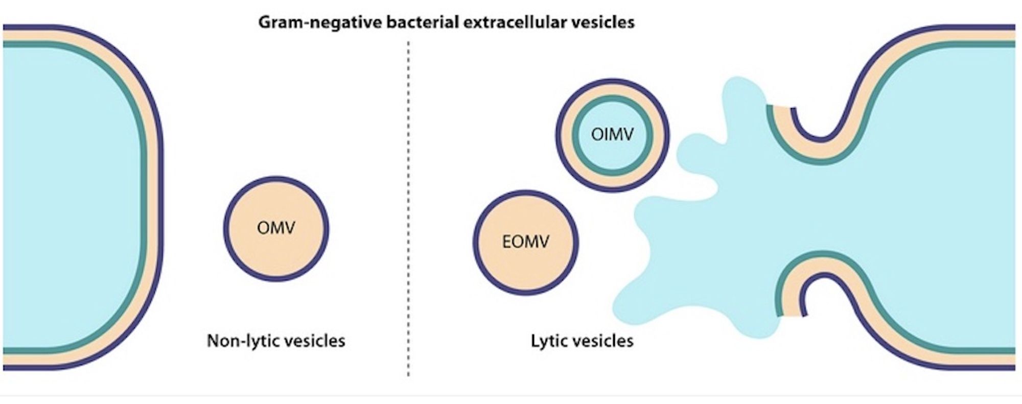 FIG 1 Three different types of bacterial extracellular vesicles produced by Gram-negative organisms via nonlytic and lytic mechanisms. OMV, outer membrane vesicle; EOMV, explosive outer membrane vesicle; OIMV, outer inner membrane vesicle.