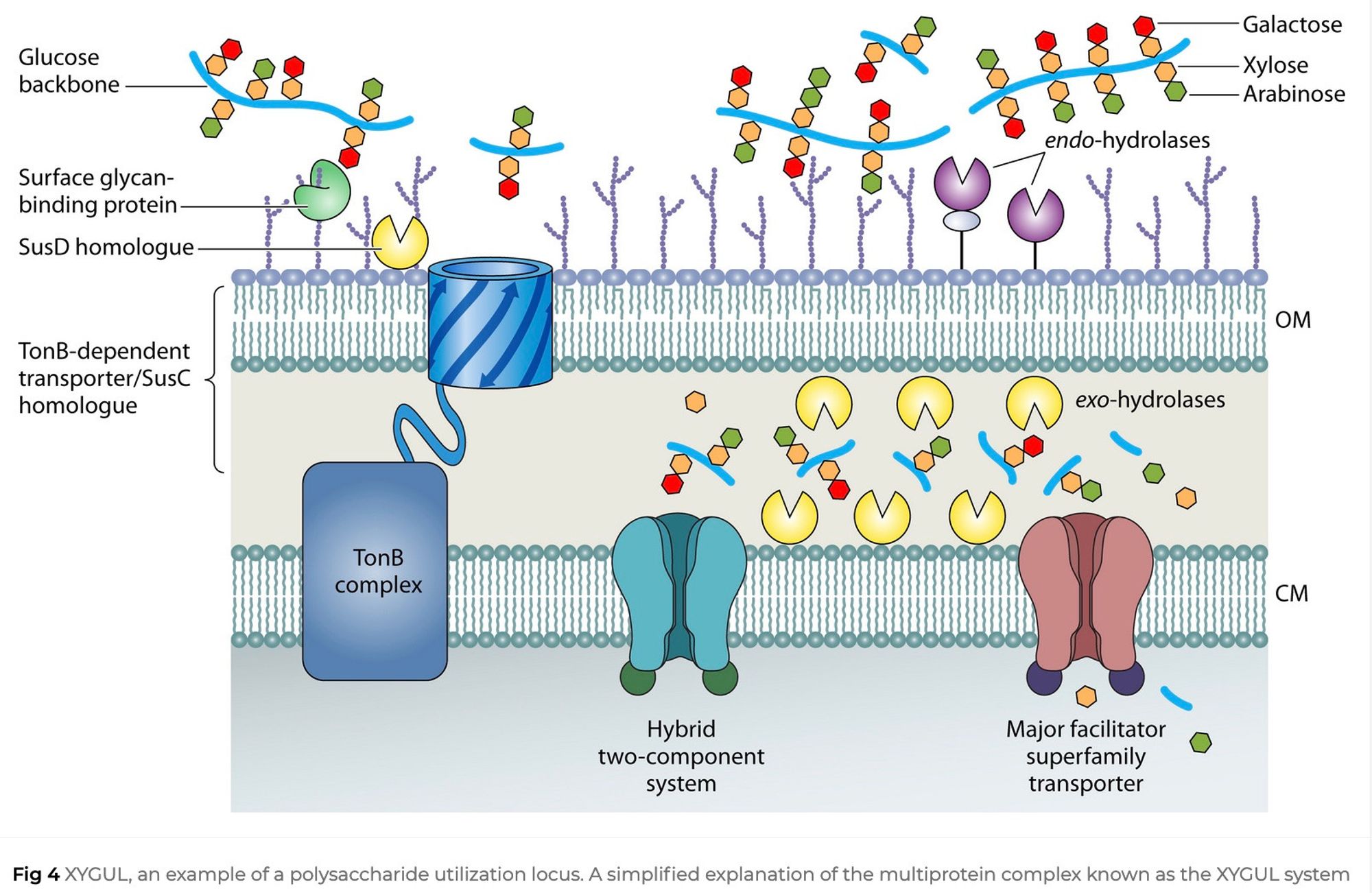 Fig 4 XYGUL, an example of a polysaccharide utilization locus. A simplified explanation of the multiprotein complex known as the XYGUL system of B. ovatus.