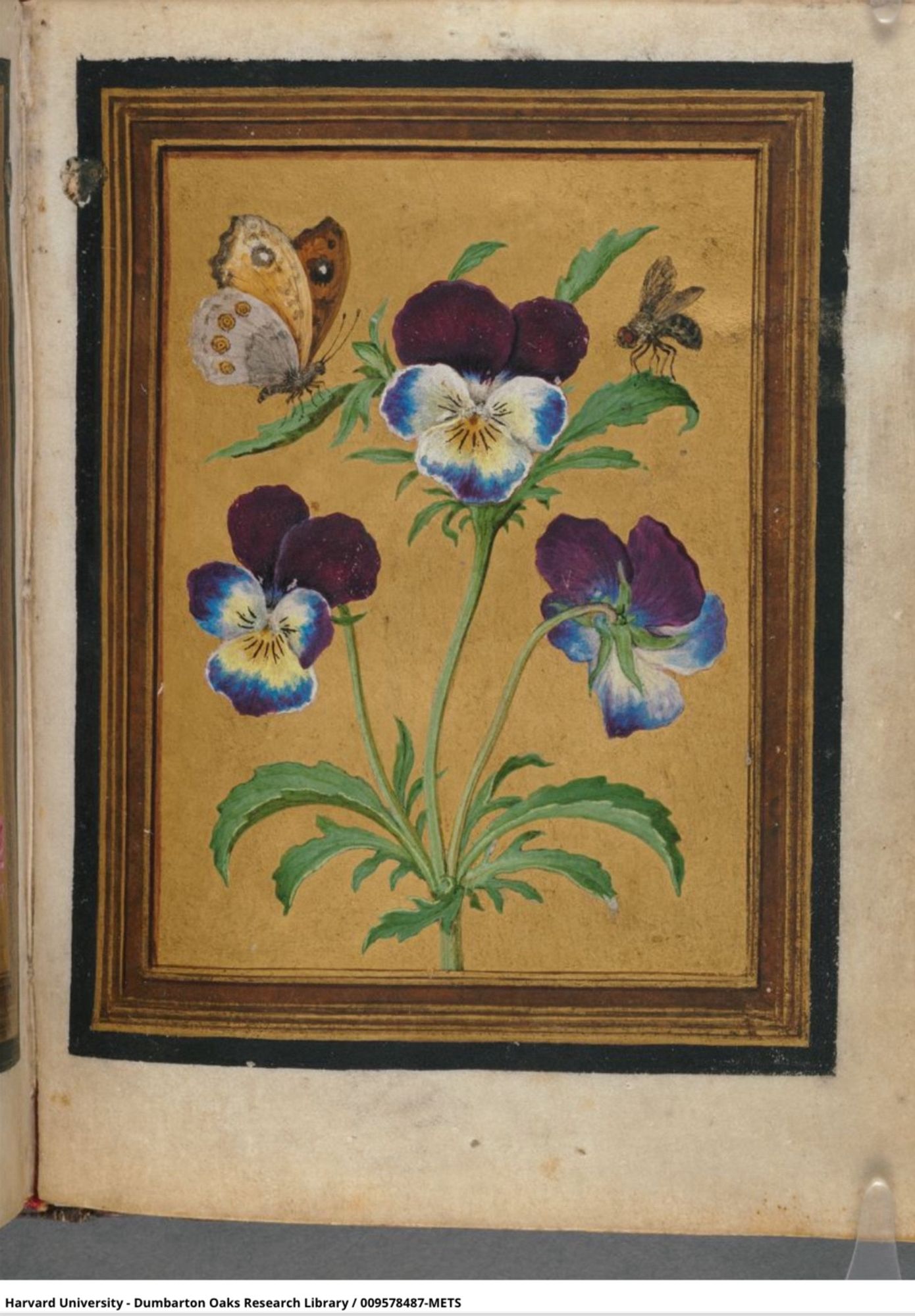 Miniature painting of pensées (Dumbarton Oaks Library, Harvard University) possibly the model for the pensée woodcut in Le Blason des Fleurs (1555 and multiple reprintings, France), and in Jacques LeMoyne de Morogues' 1585-6 La Clef des Champs (Blackfryars, London).