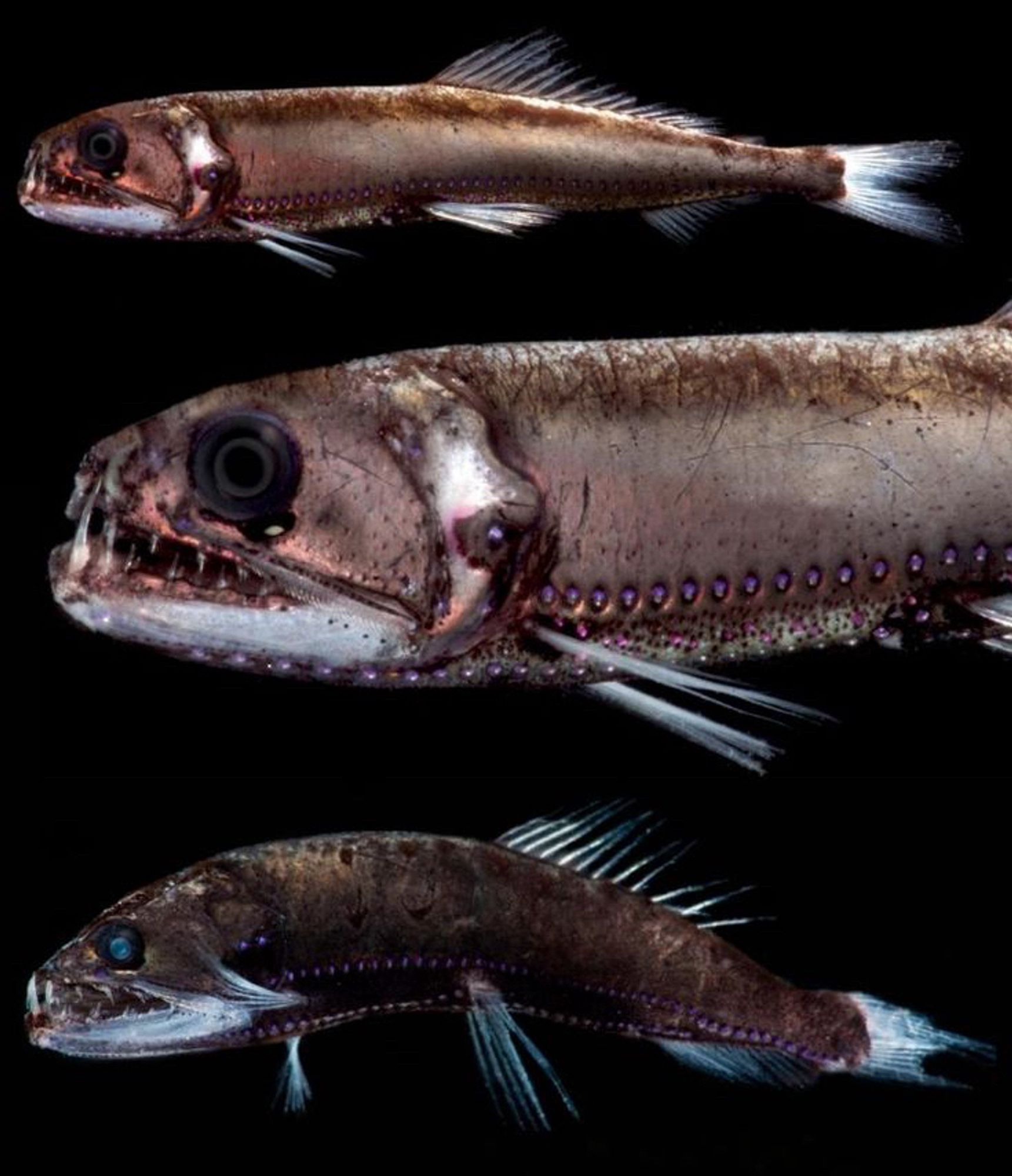 Three dragonfish