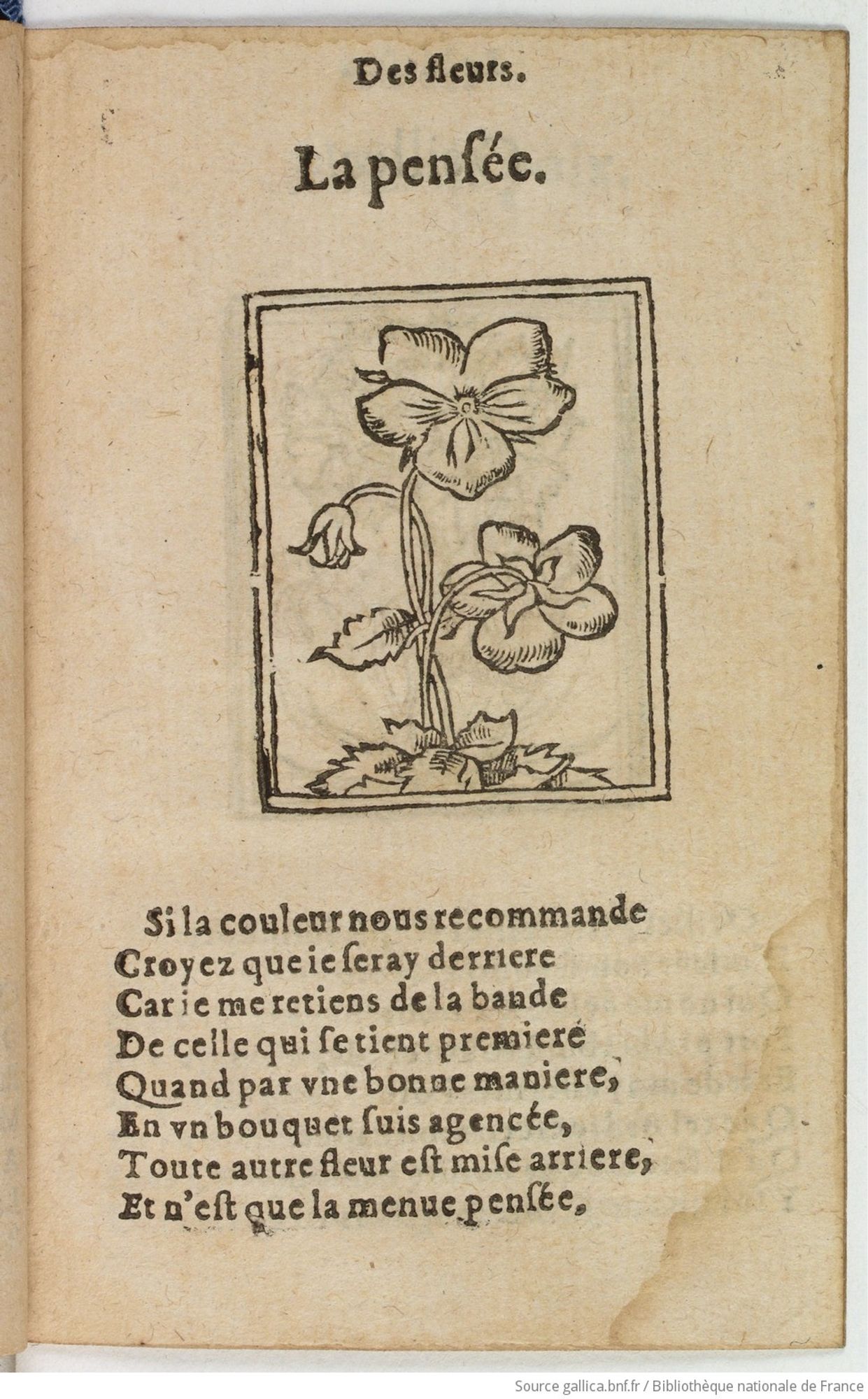 "La Pensée" 1555 Le Blason des Fleurs, Gallica/BnF