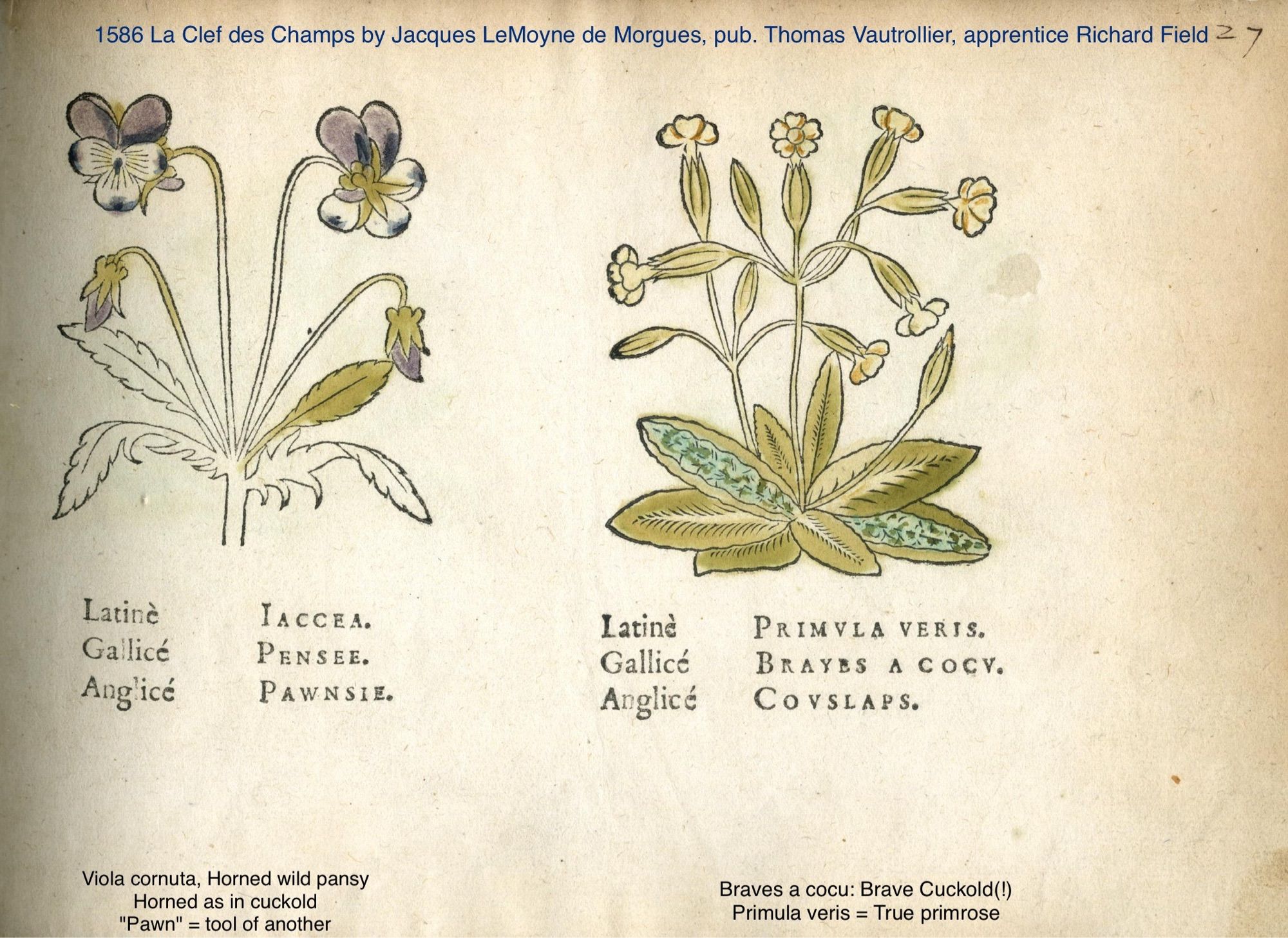 Pensée from Jacques LeMoyne de Morogue's 1585-6 "La Clef des Champs" (British Museum)