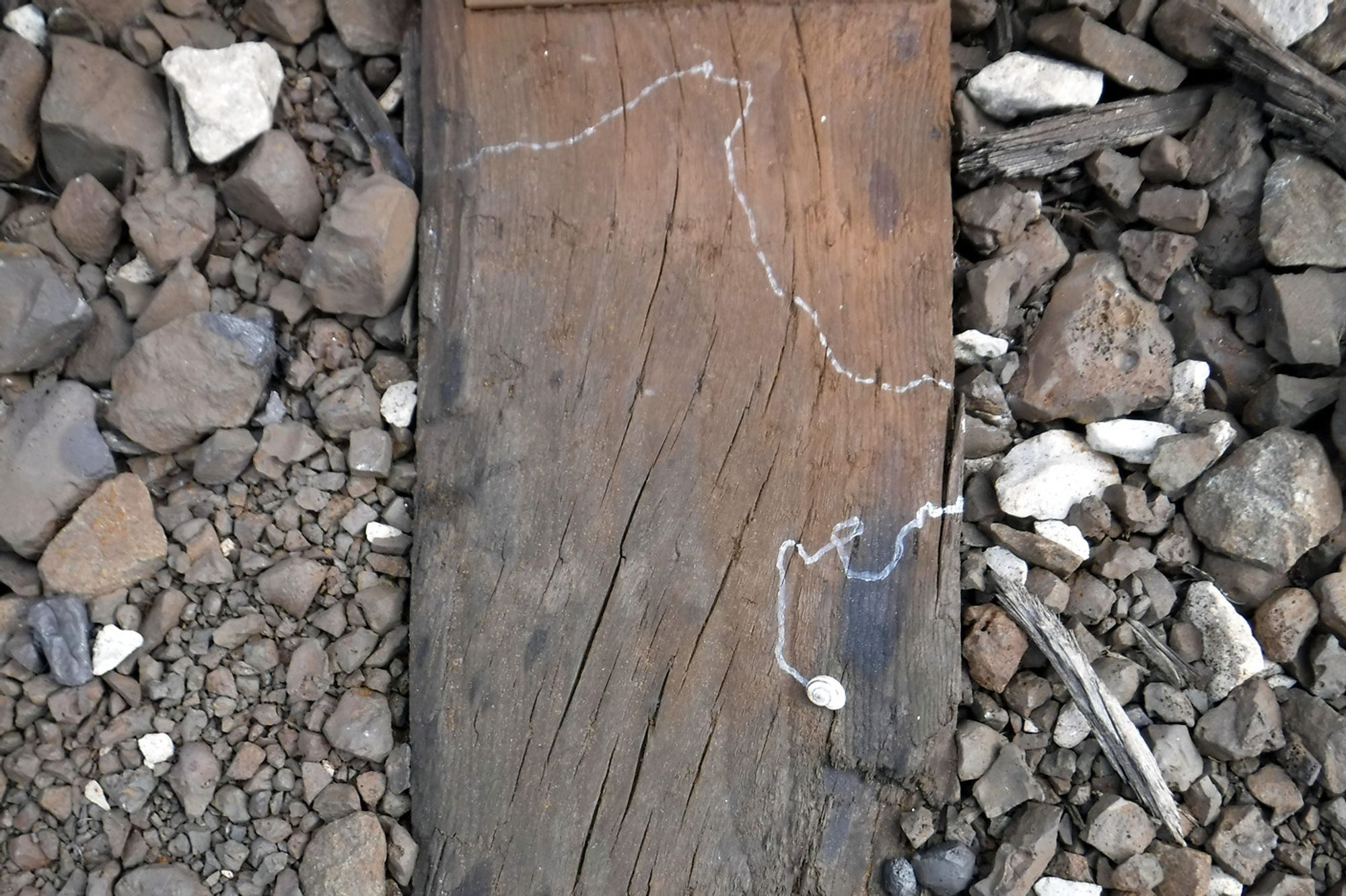 a small snail has wandered across a railway tie in Leaside Yard, leaving behind a bright white trail of, um, mucus, i guess