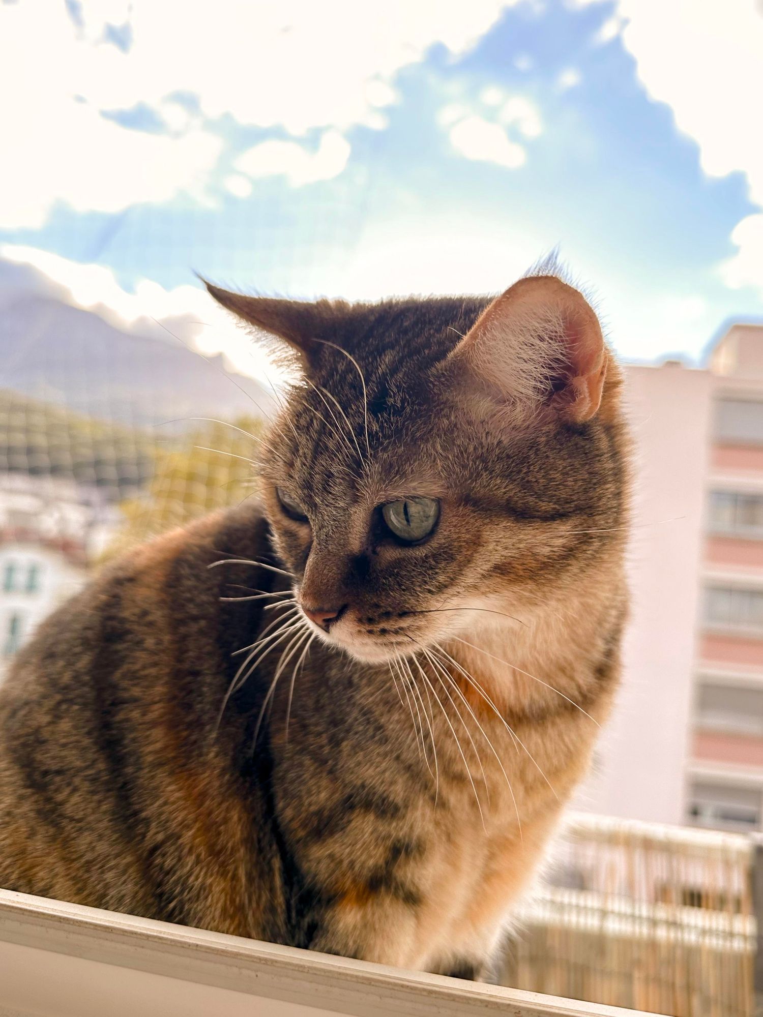 My cat sitting on the window sill. Behind her the sun is setting below the mountains and the nearby residential building.