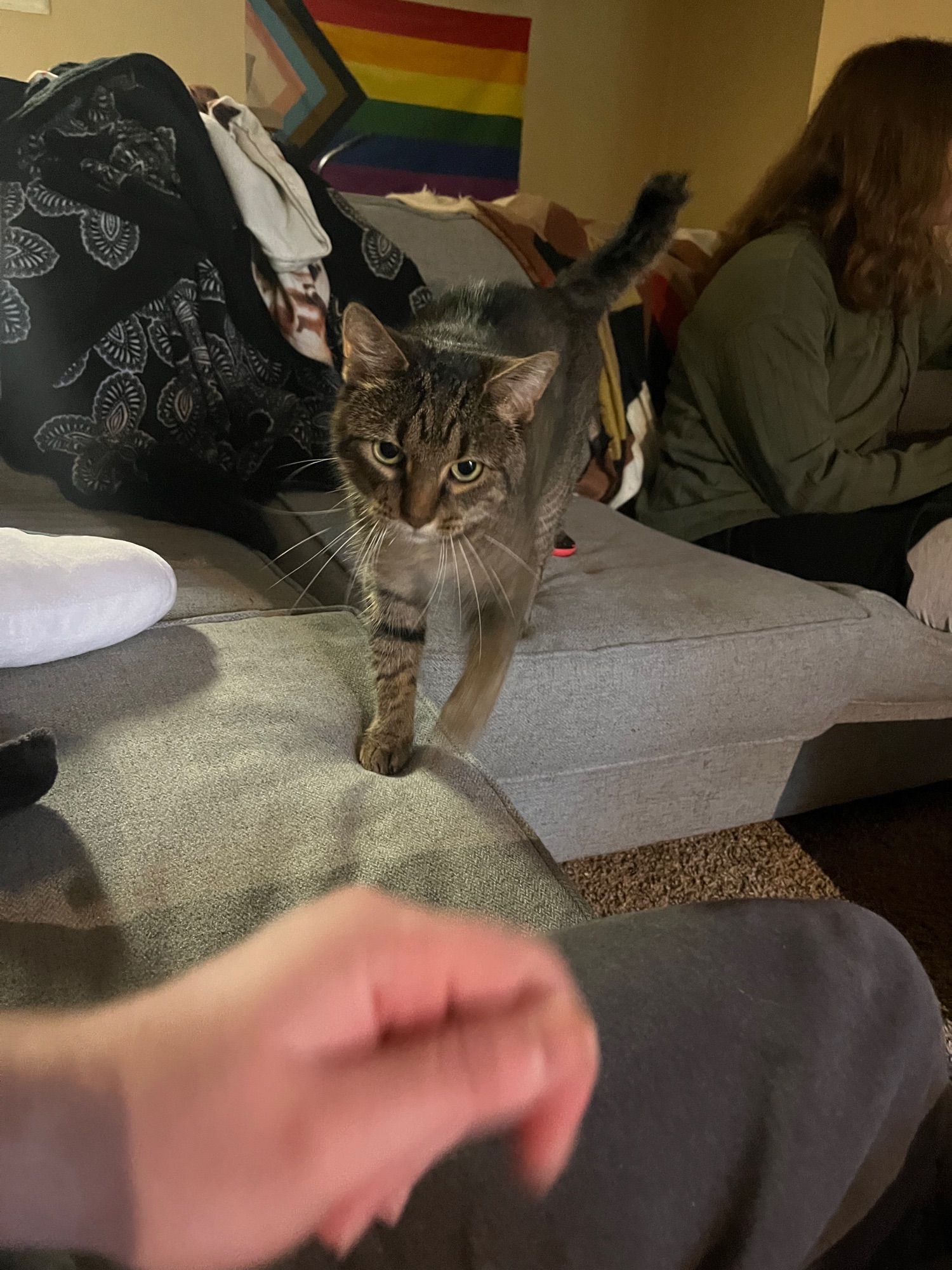 a brown tabby with green eyes and a short tail