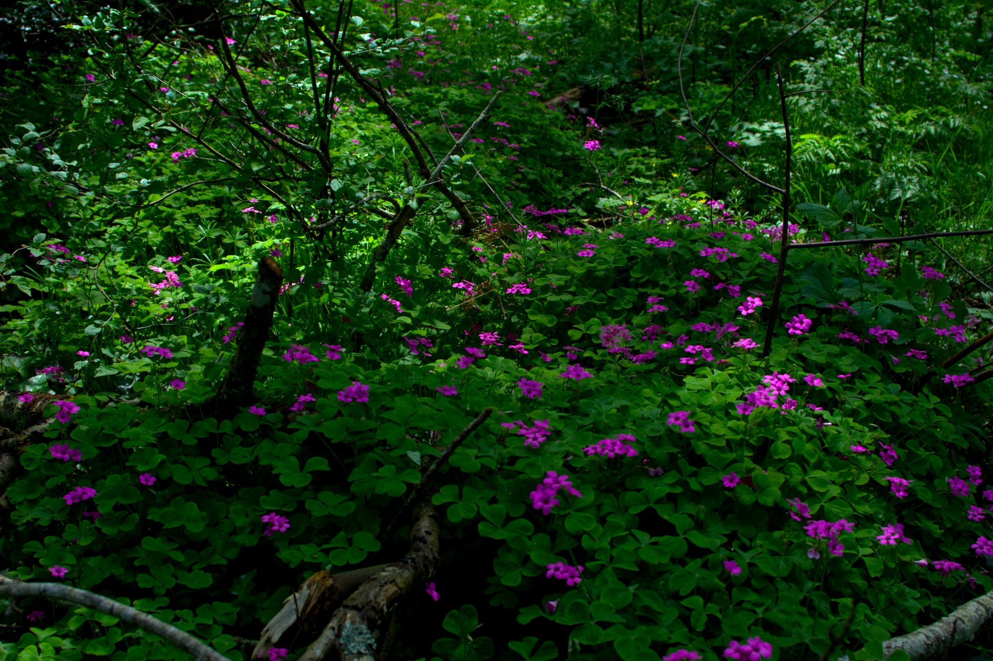 Woodland flowers