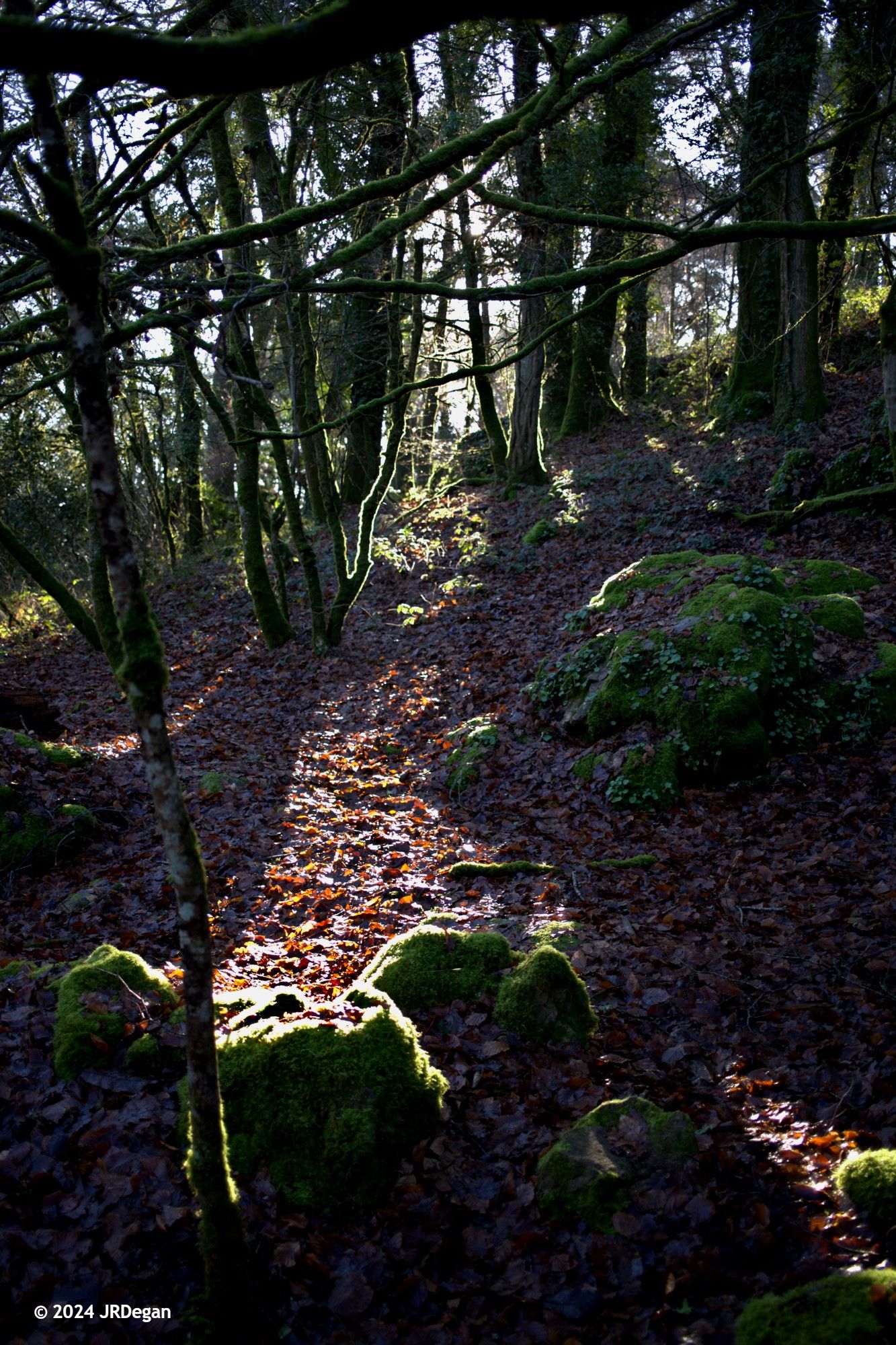 Sunlight through trees falling on mossy stones.