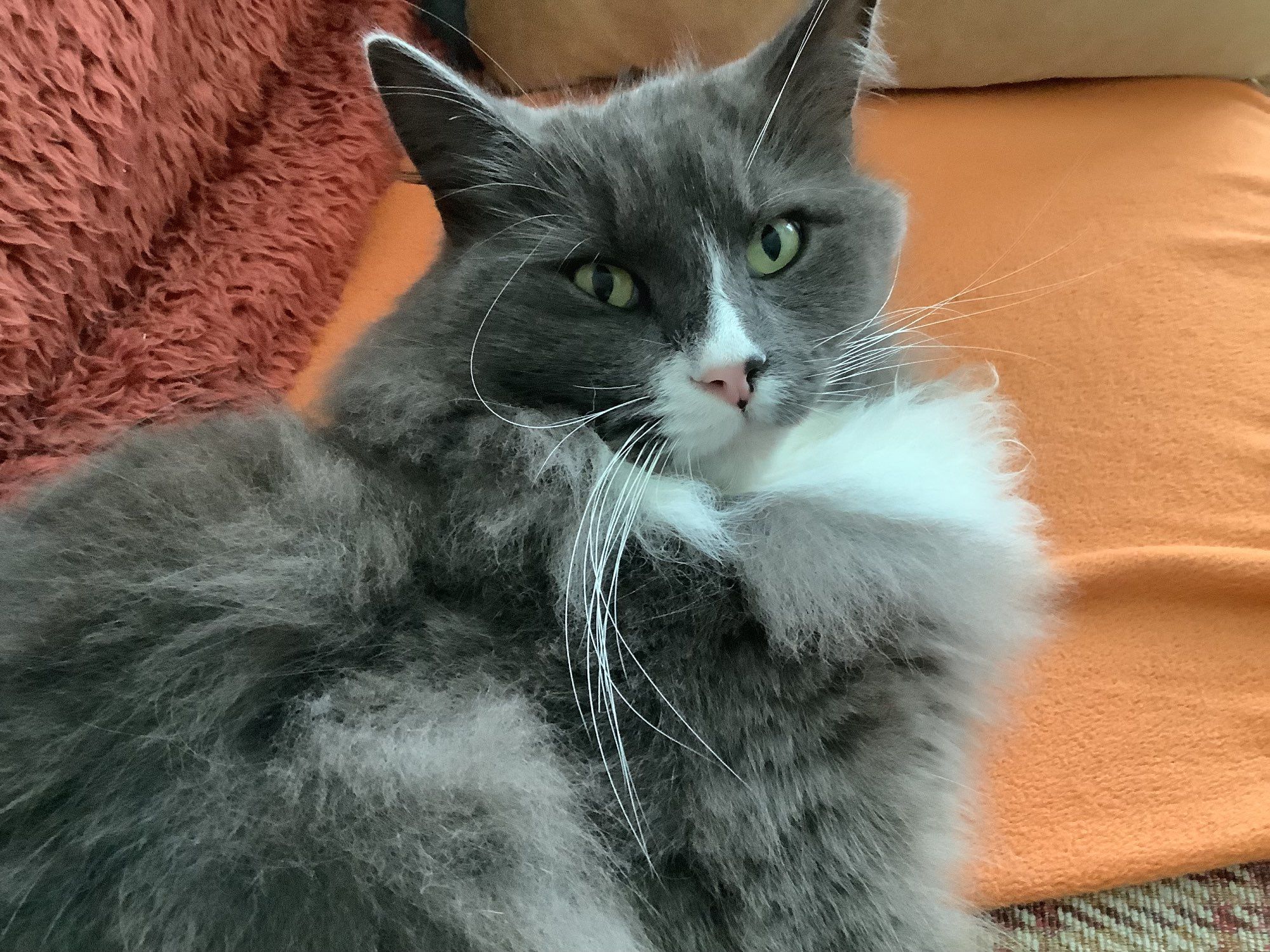 Grey and white cat on an orange blanket