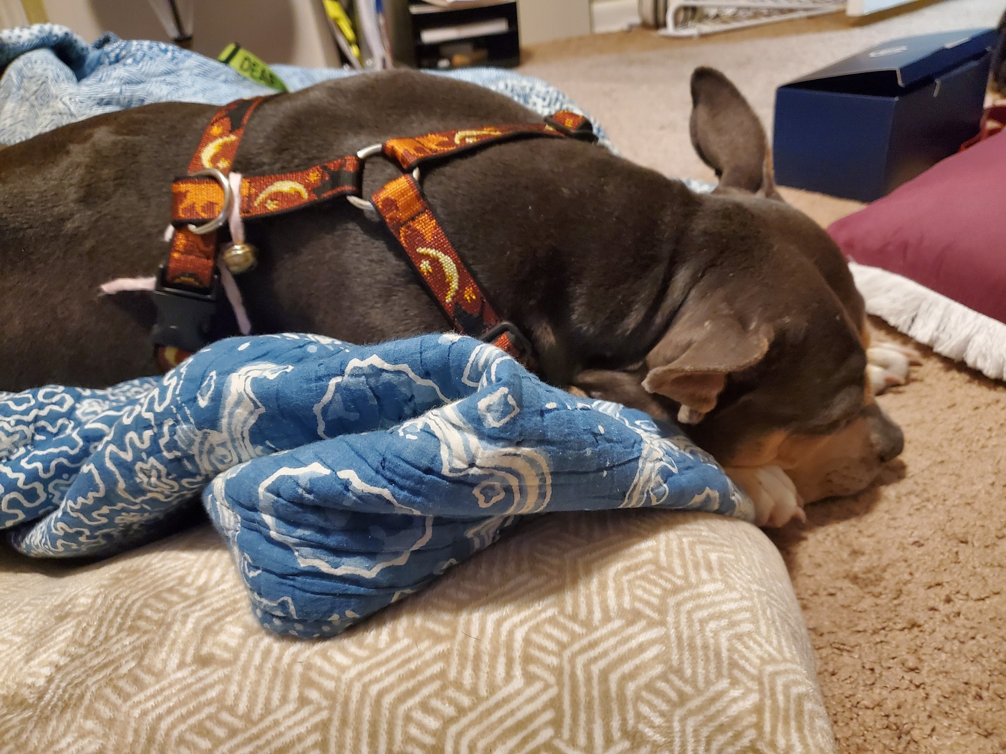 A beautiful brown pitbull sleeping on a doggie bed with a blanket