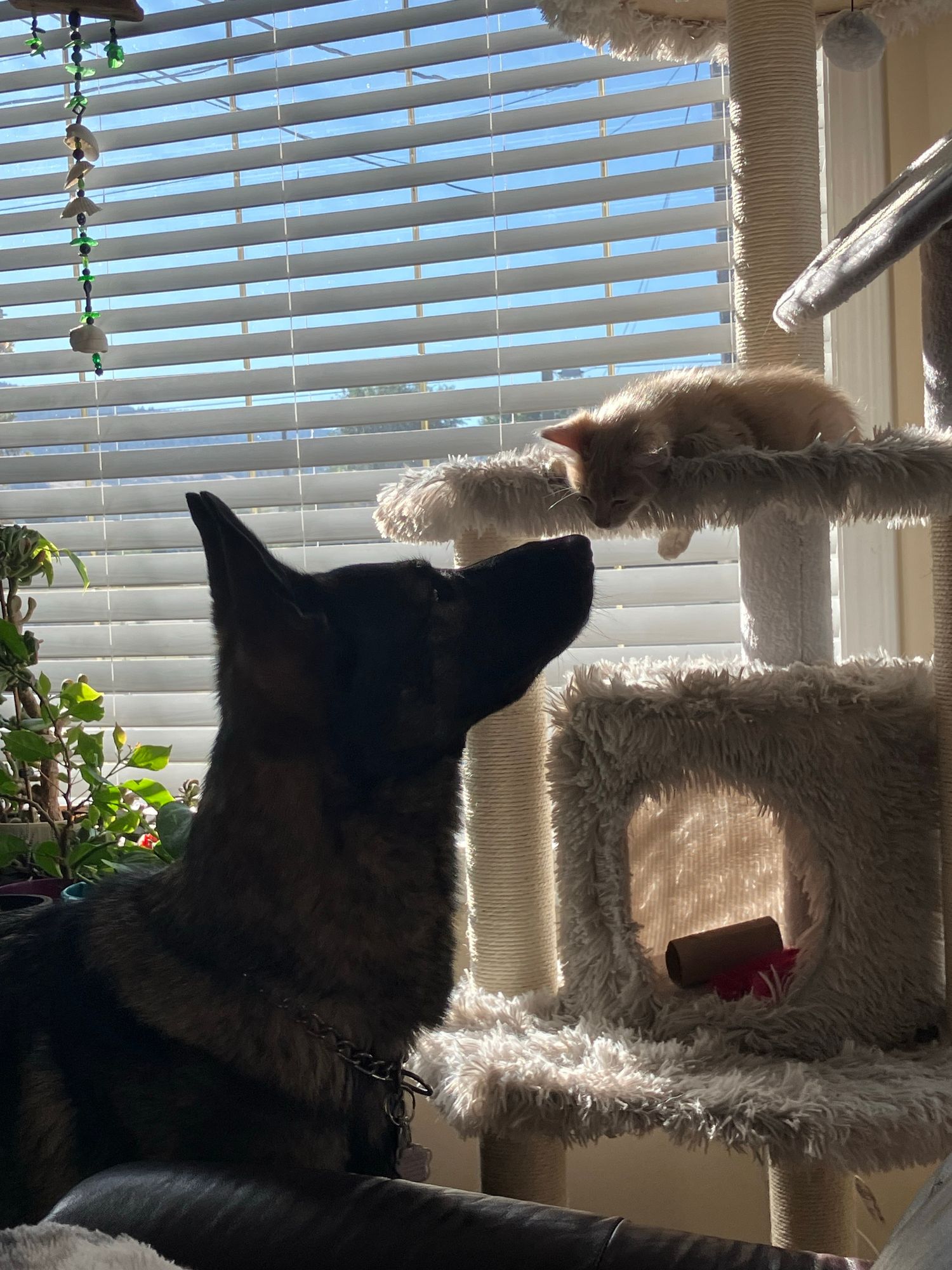 A silhouette of a dog and a sleeping kitten on a cat tree, with sunlight streaming through blinds, illuminating a cozy indoor scene.