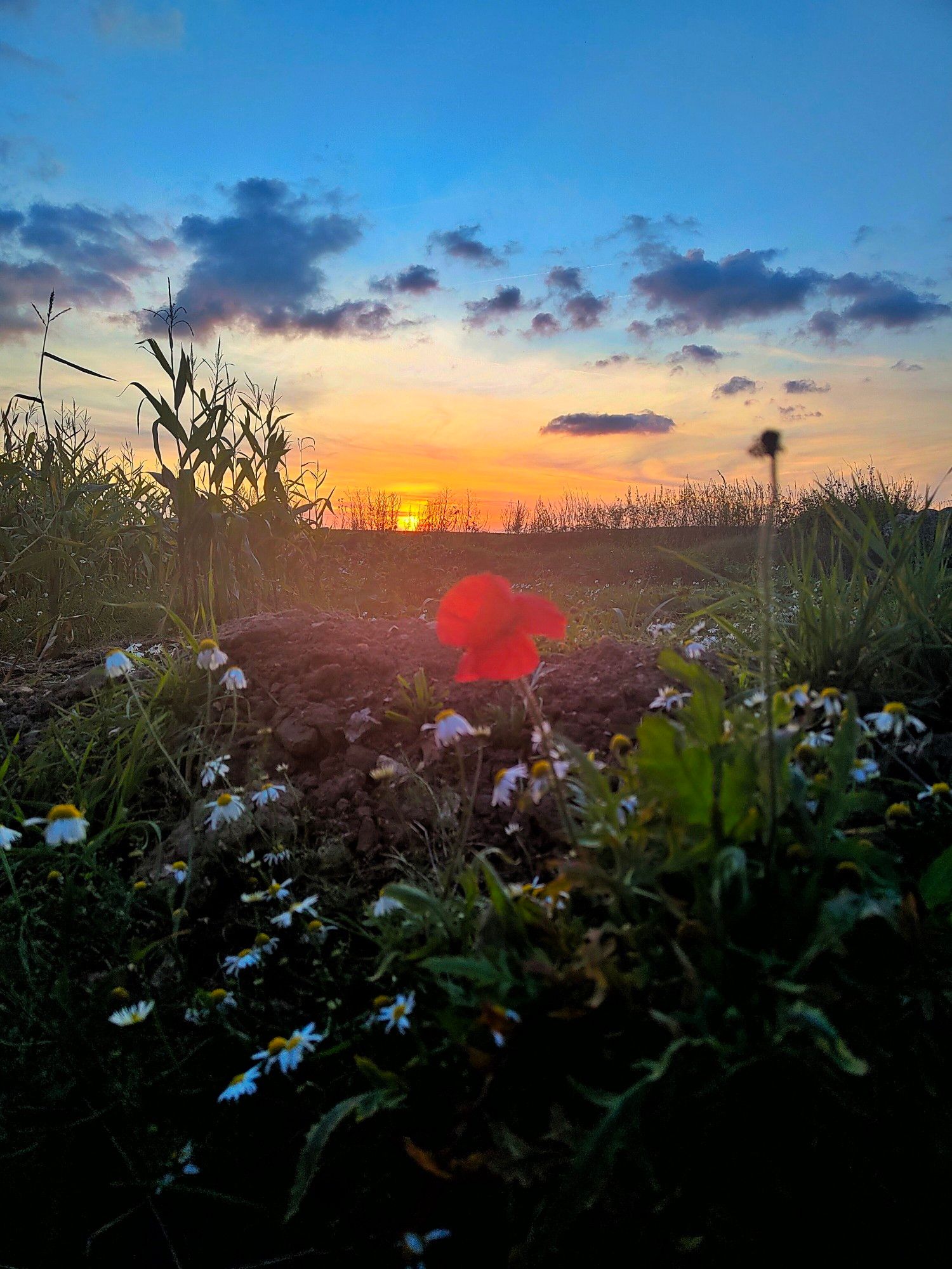 Le soleil se couche derrière un coquelicot