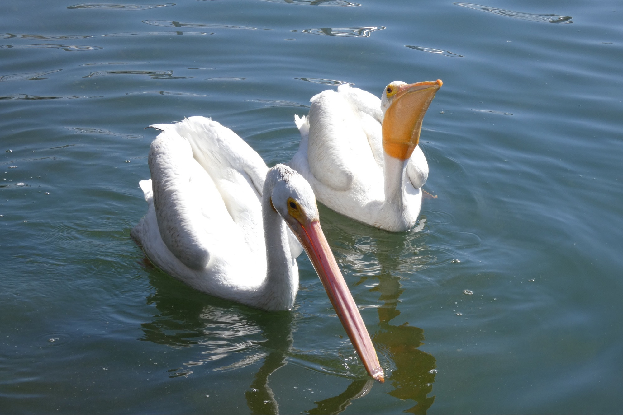 Two American white pelicans