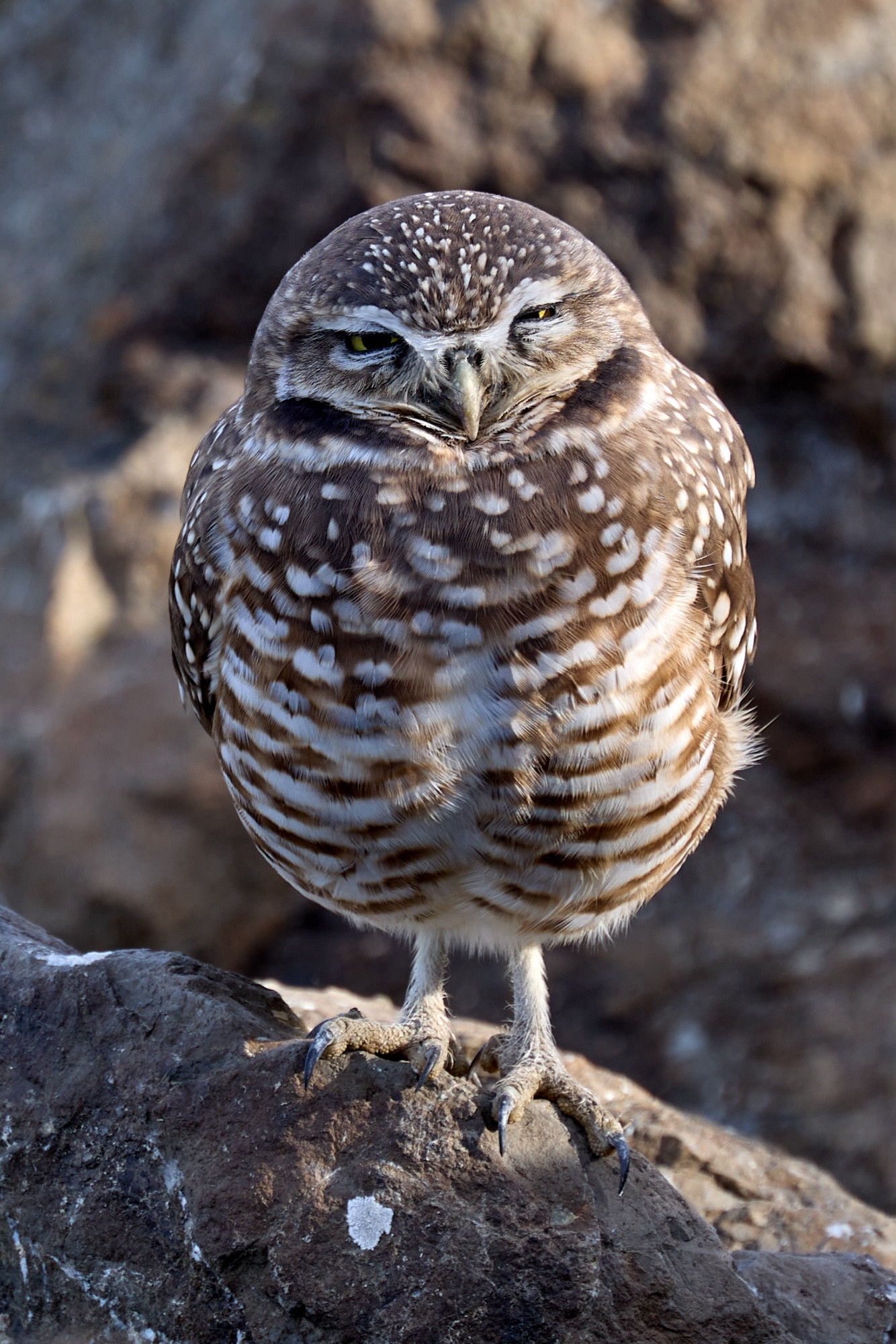 A small owl that looks unconvinced by your takes